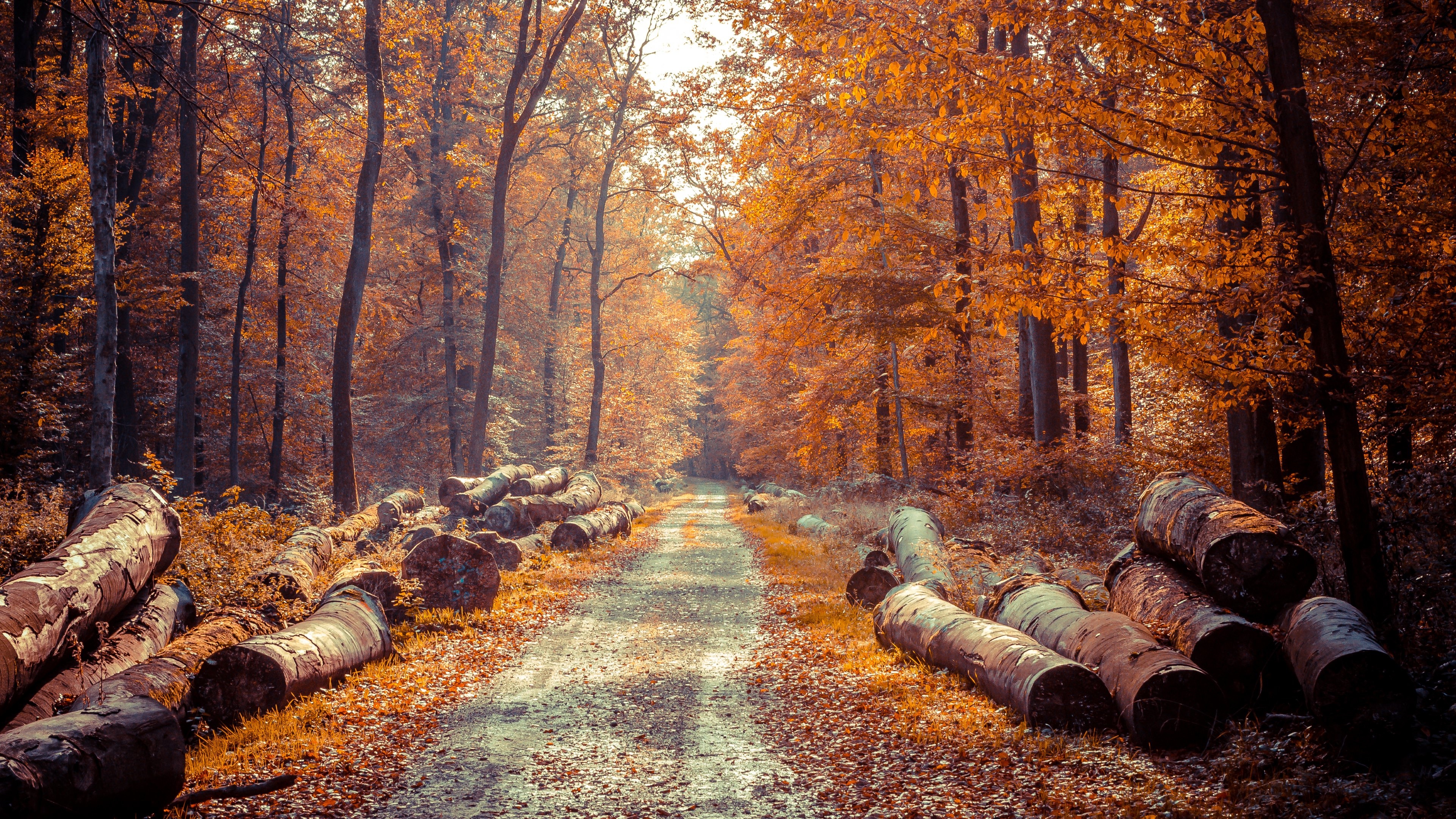 Forest path, Herbst Wallpaper, 3840x2160 4K Desktop