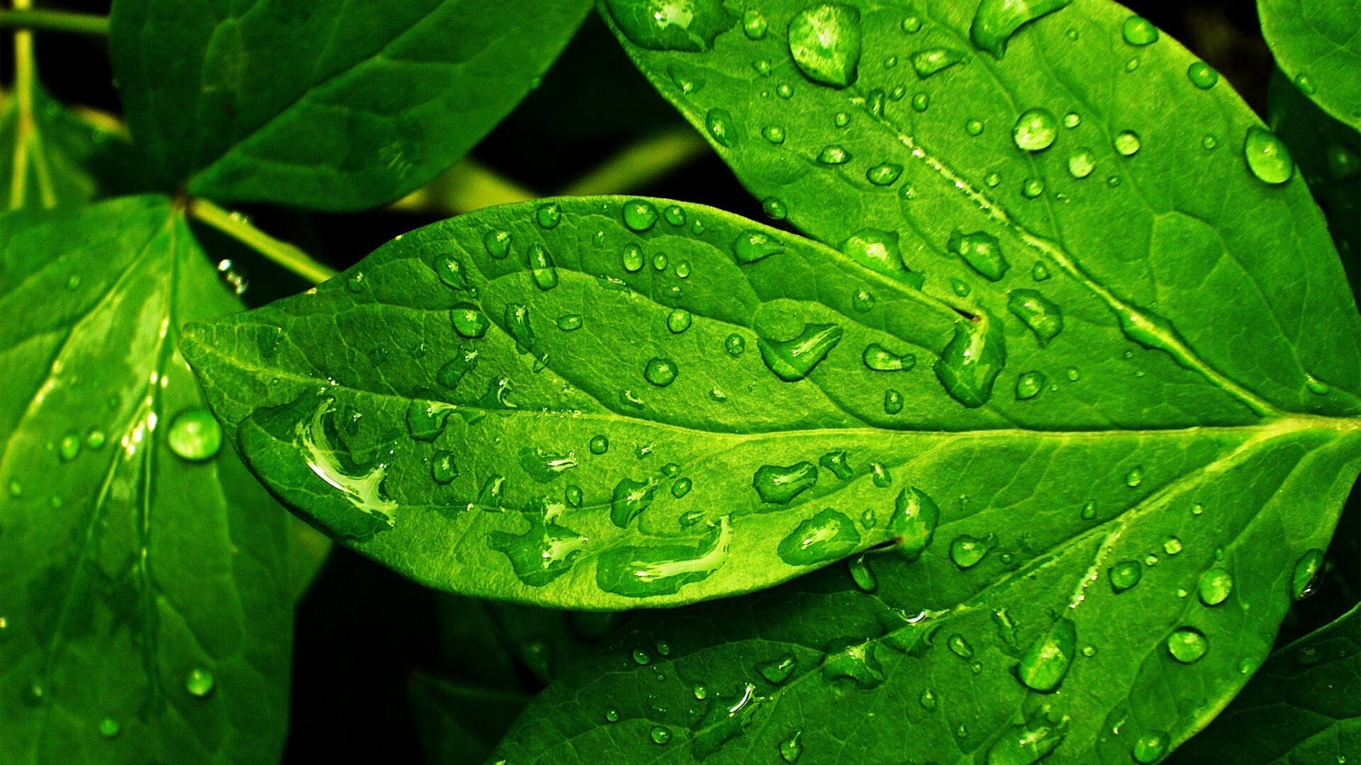 Leaves: Leaf dripping water, Moisture evaporating from plants. 1920x1080 Full HD Background.