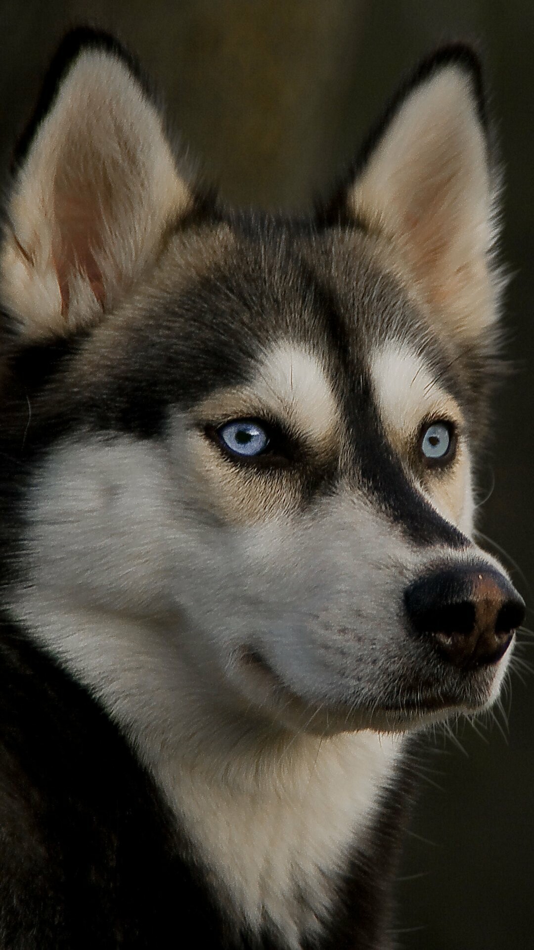 Siberian Husky: The breed do not make good guard dogs because of their friendly nature. 1080x1920 Full HD Background.
