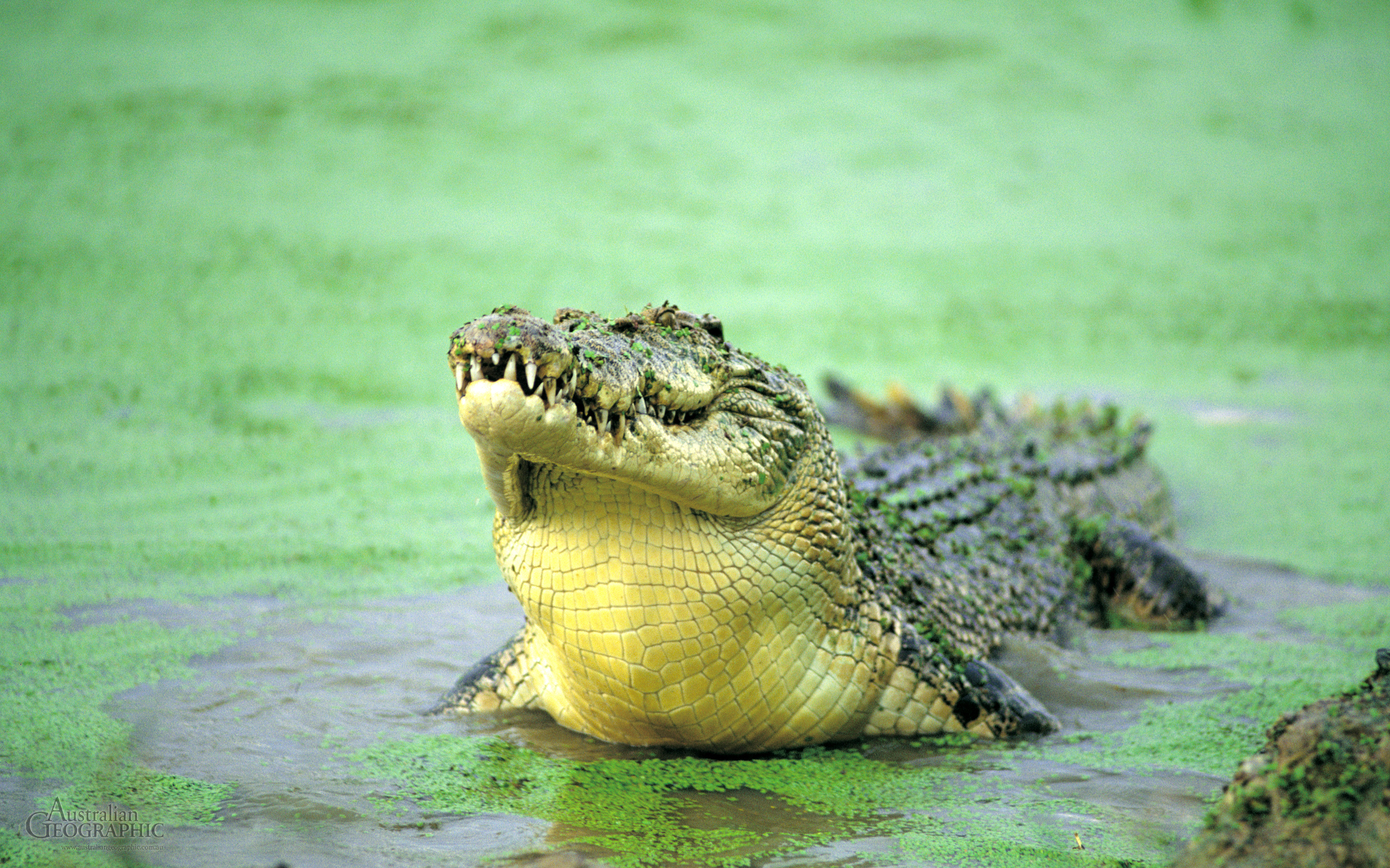 Animal crocodile wallpaper, Crocodile skin texture, Faux crocodile wallpaper, Alligator backdrop, 2560x1600 HD Desktop