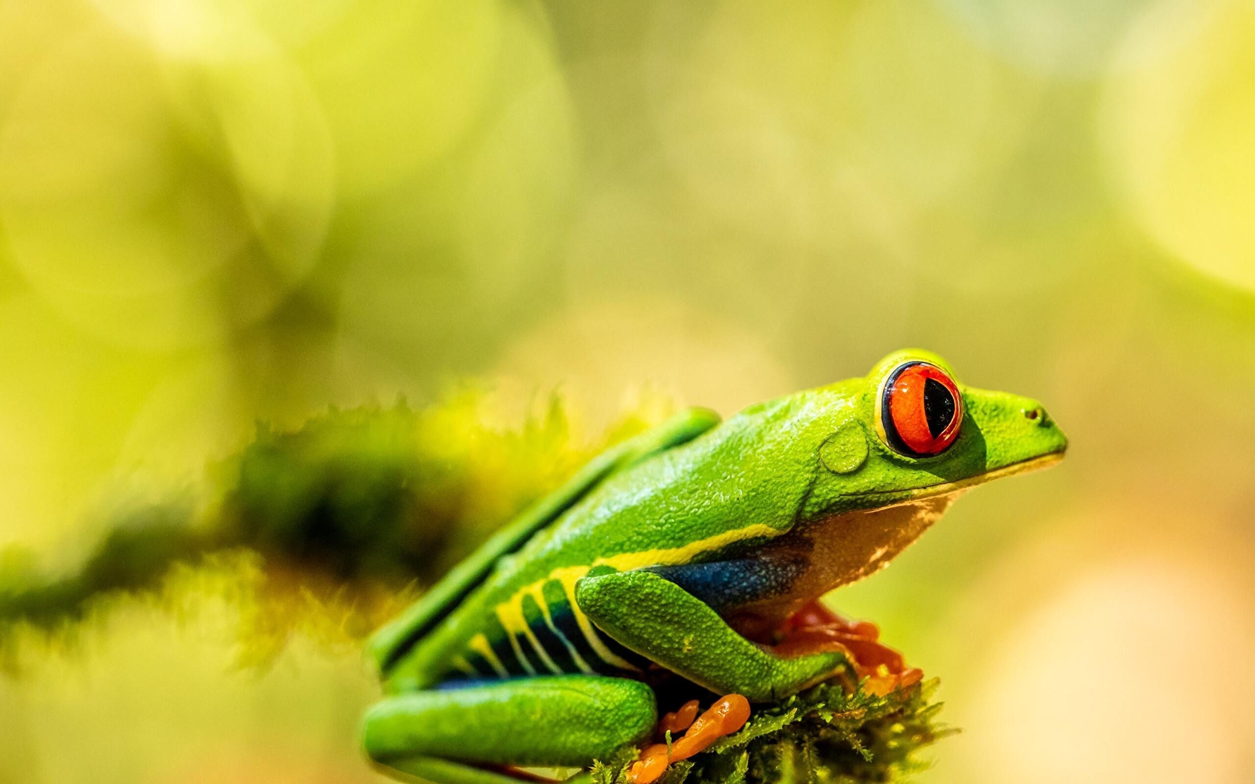 Red Eyed Frog, HD wallpaper, Cute cat sleeping, Nature's marvel, 2560x1600 HD Desktop