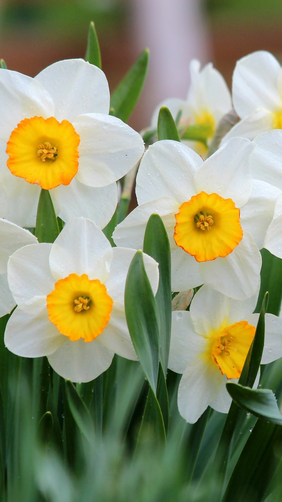 Daffodil: Yellow is the most common color for daffodils, but they also bloom in white, cream, orange, and even pink. 1080x1920 Full HD Wallpaper.