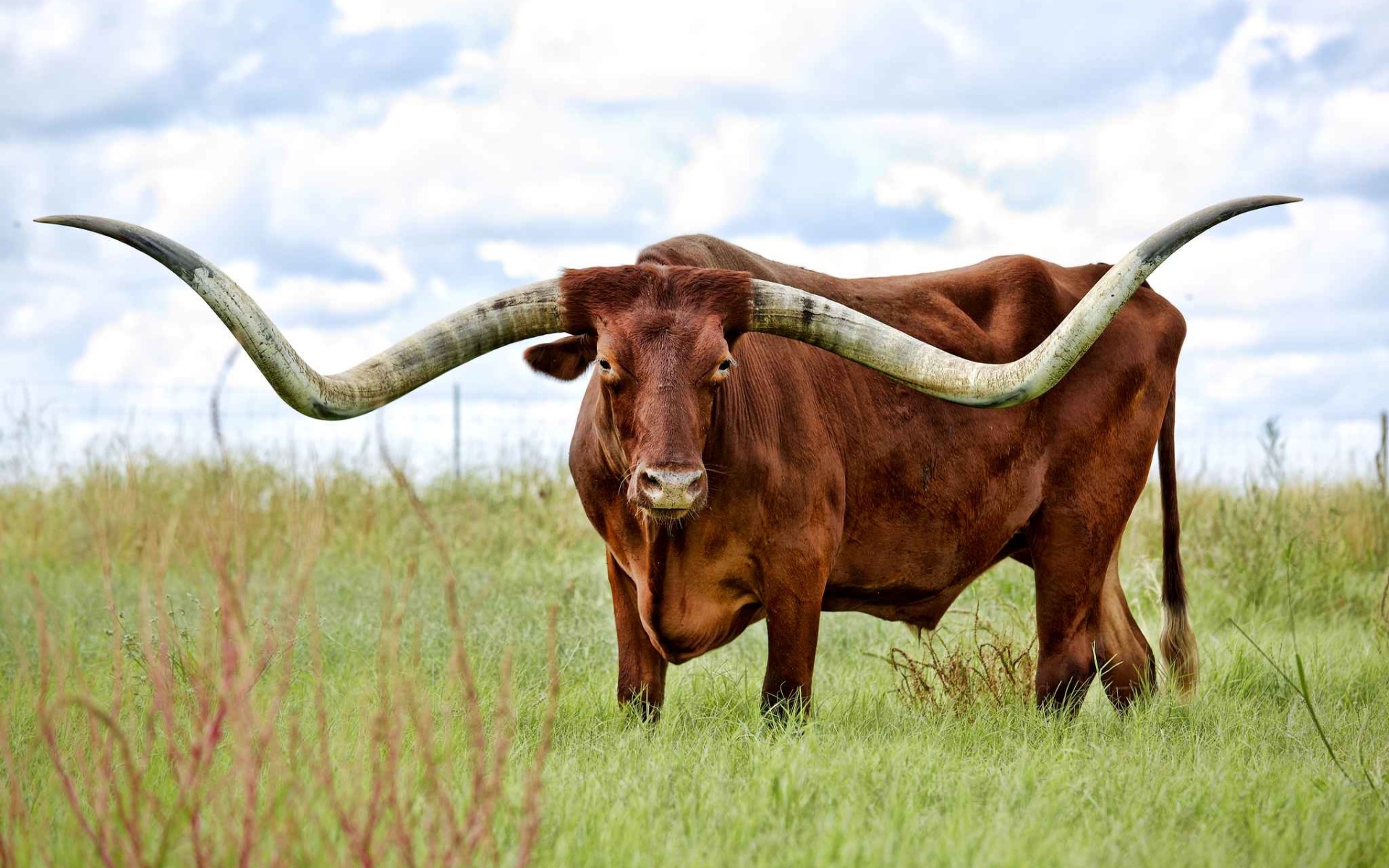 Texas longhorn, Wildlife meadow, Bos taurus, High-quality pictures, 1920x1200 HD Desktop
