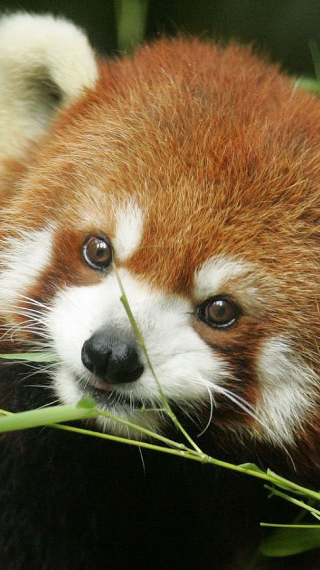 Red panda face, Grass-dwelling creature, Sony Xperia Z1, Samsung Galaxy S4, 1080x1920 Full HD Handy