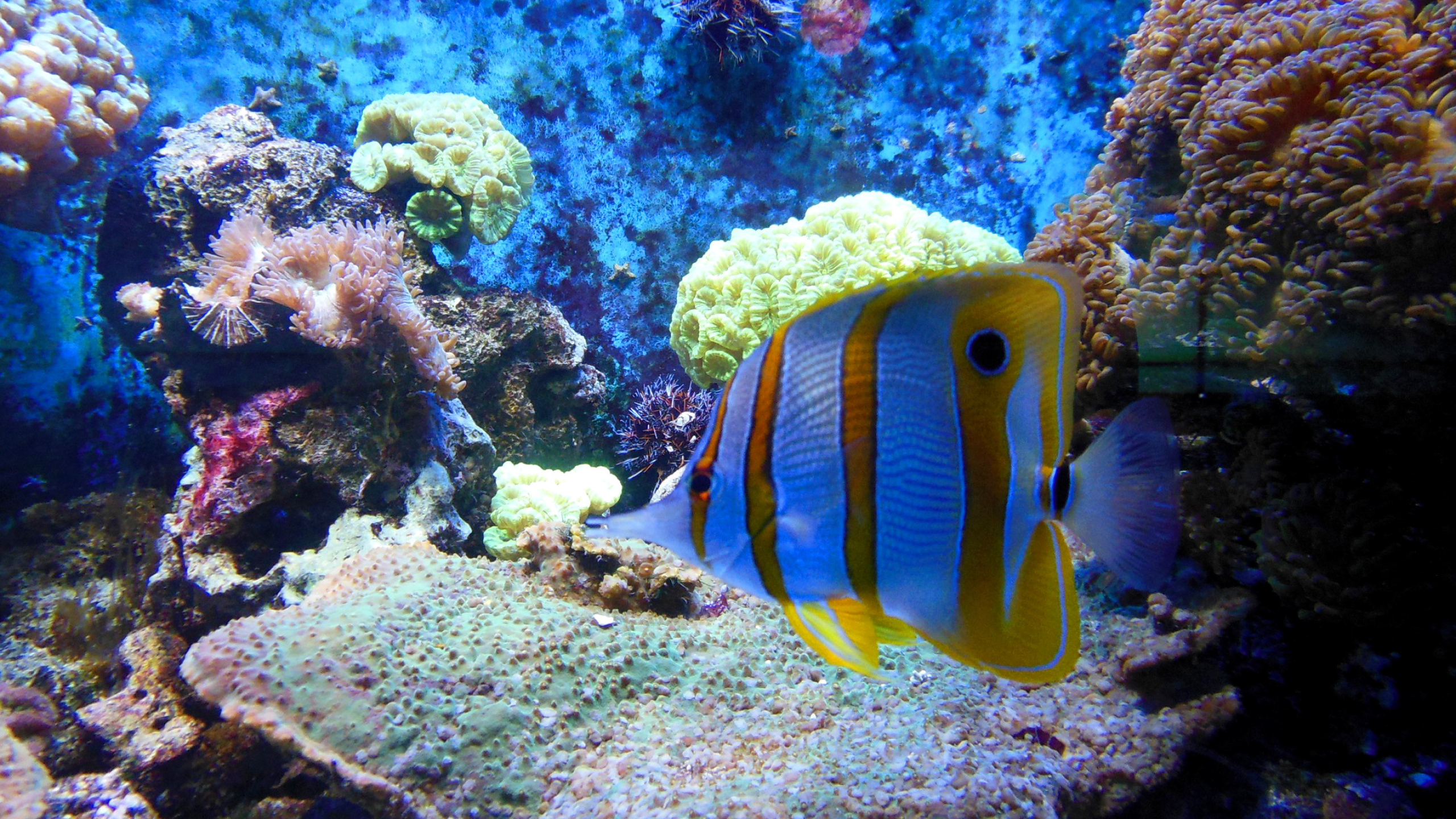Tropical fish and anemones, HD wallpaper, Underwater wonders, Captivating marine life, 2560x1440 HD Desktop