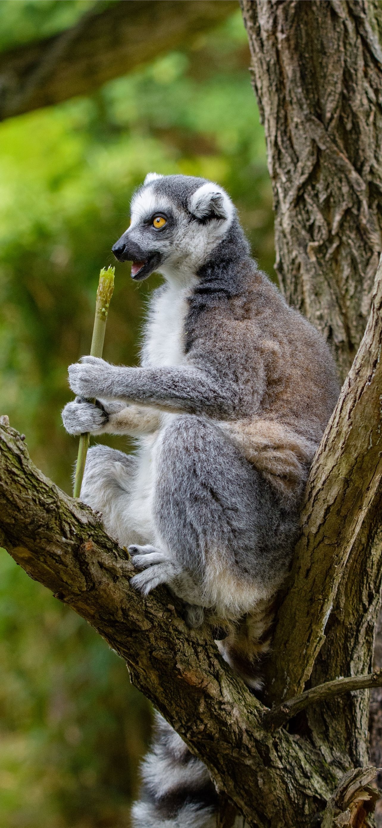 Best lemurs iPhone wallpapers, High-definition beauty, Ring Tailed Lemur, Mobile experience, 1290x2780 HD Phone
