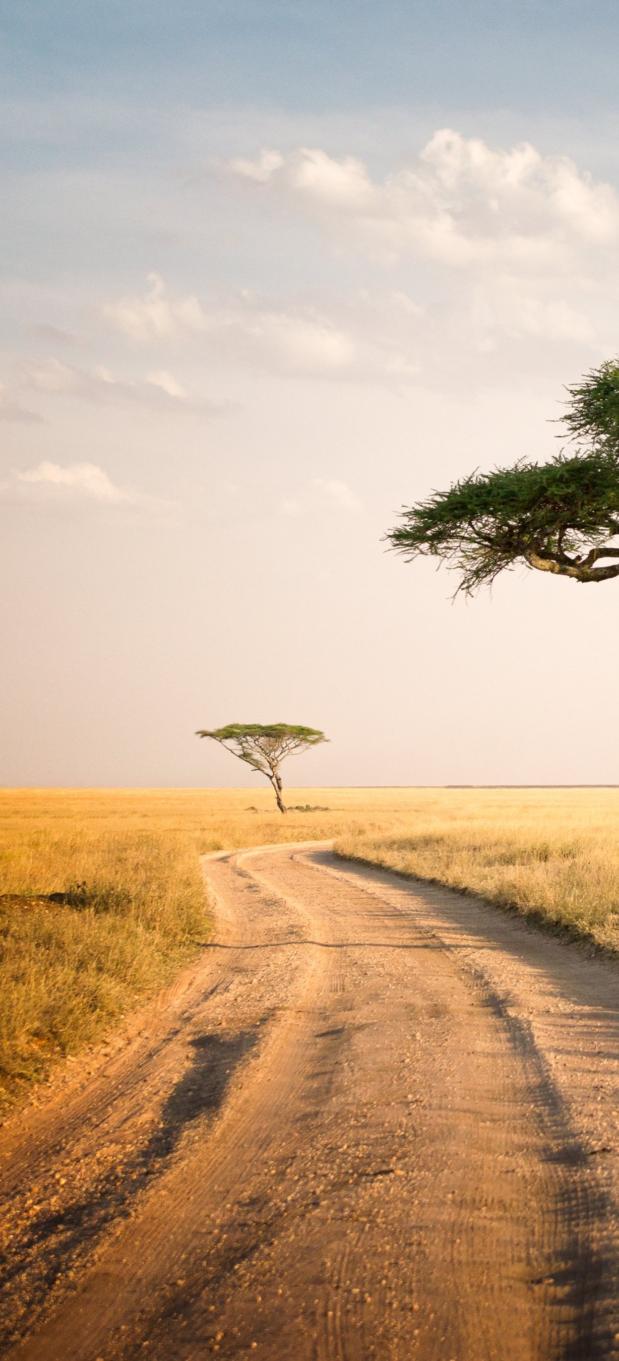 Pfad, der durch die Serengeti führt, 1230x2700 HD Handy