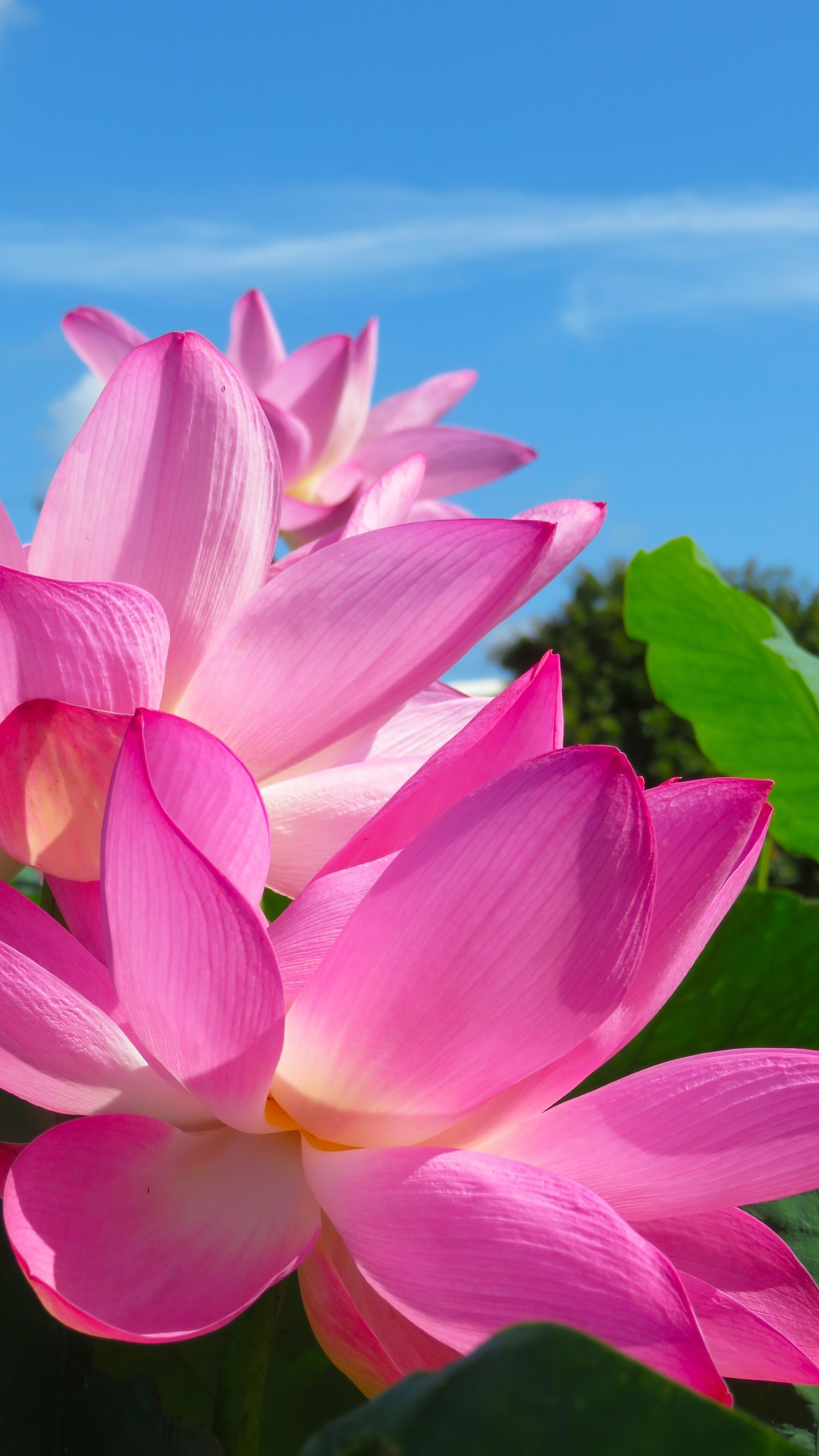 Pink lotus petals, Close-up wallpaper, 2160x3840 4K Phone