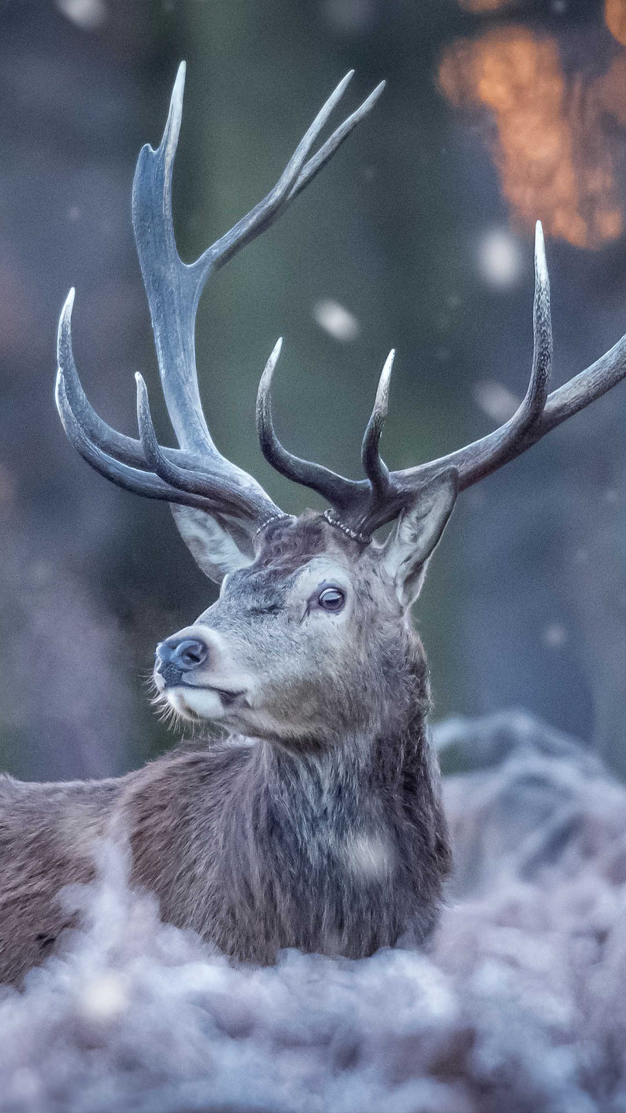 Elegant deer, Nature's beauty, Graceful creature, Wildlife wonder, 2160x3840 4K Handy