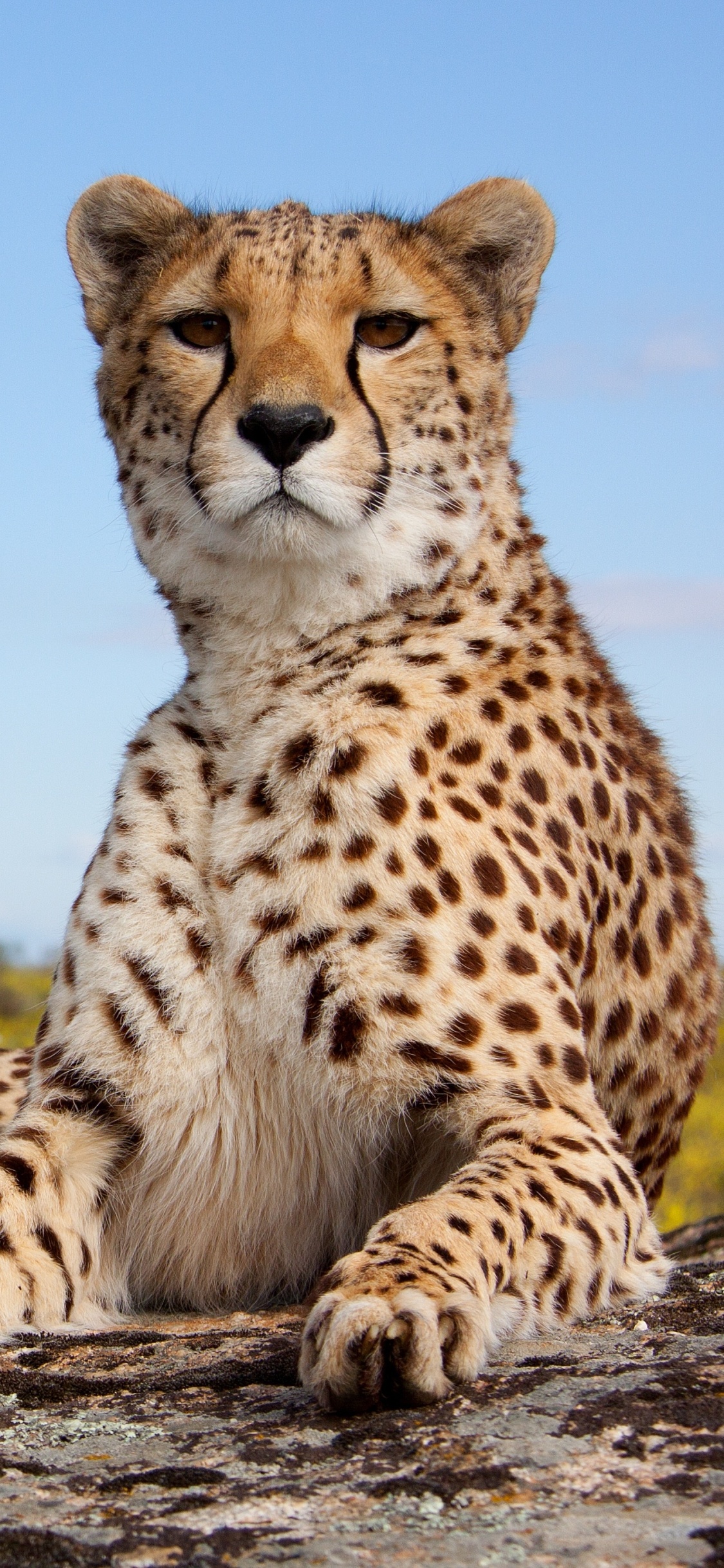 Animal cheetah, Striking visuals, Powerful creature, Wild nature, 1130x2440 HD Handy