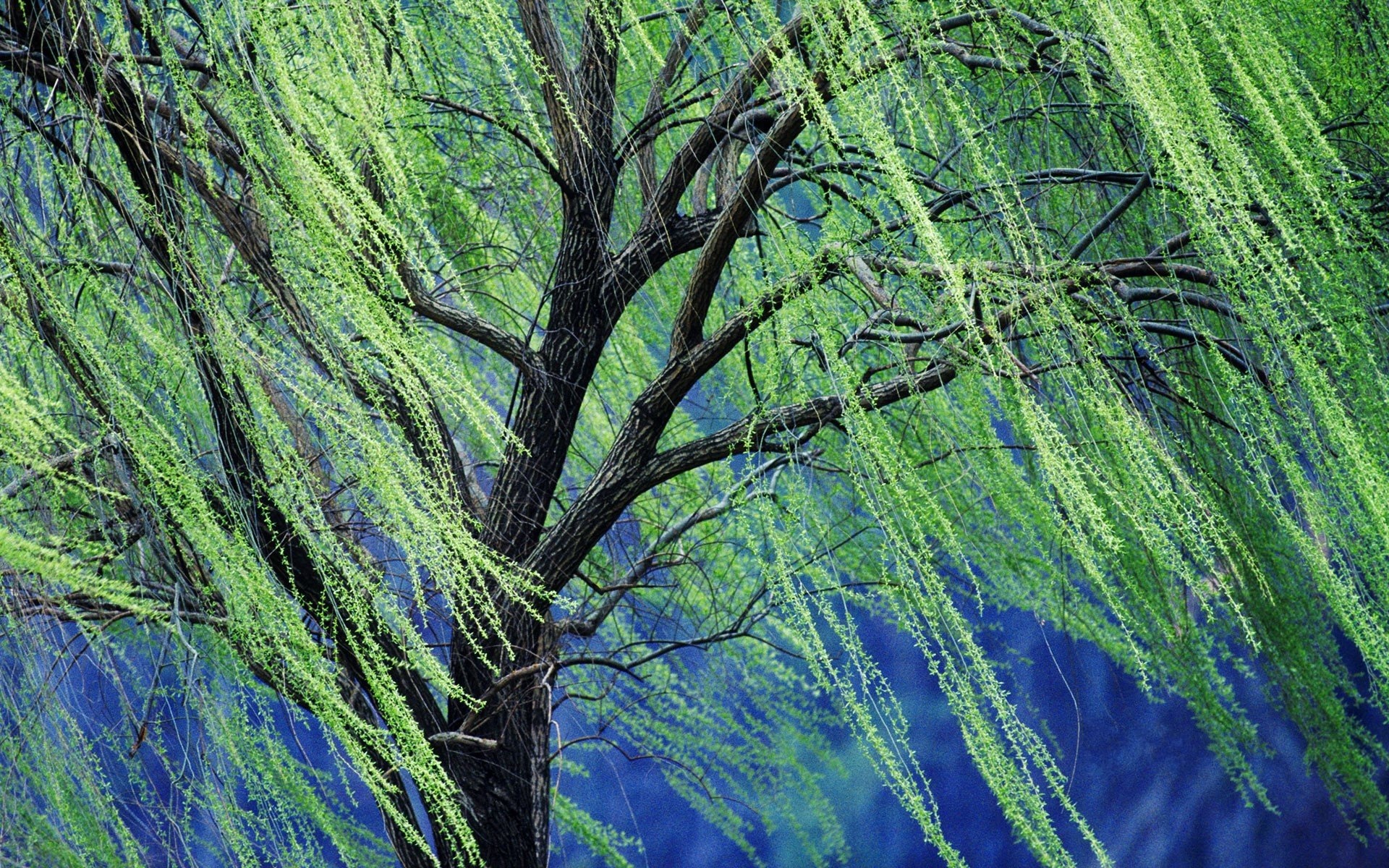 Weeping willow, Nature's elegance, Graceful branches, Serene beauty, 1920x1200 HD Desktop