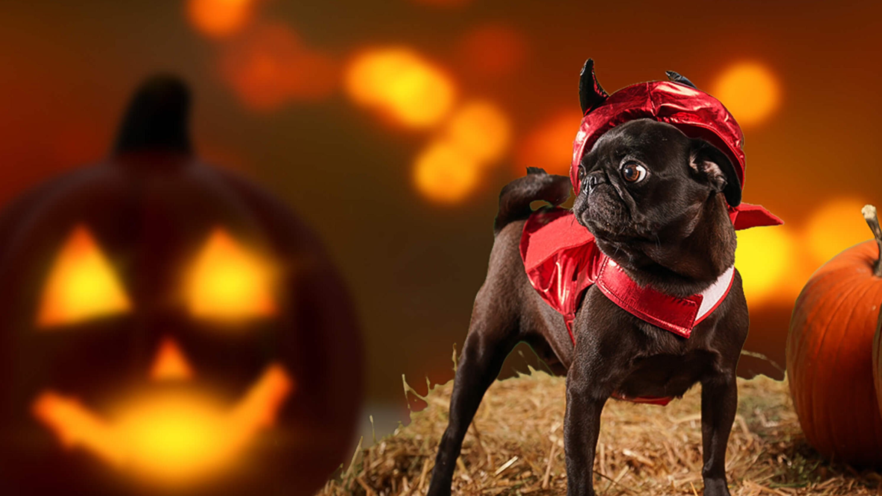 Halloween pets picture gallery, Adorable Halloween pets, Festive celebrations, Spooky fun, 2990x1680 HD Desktop