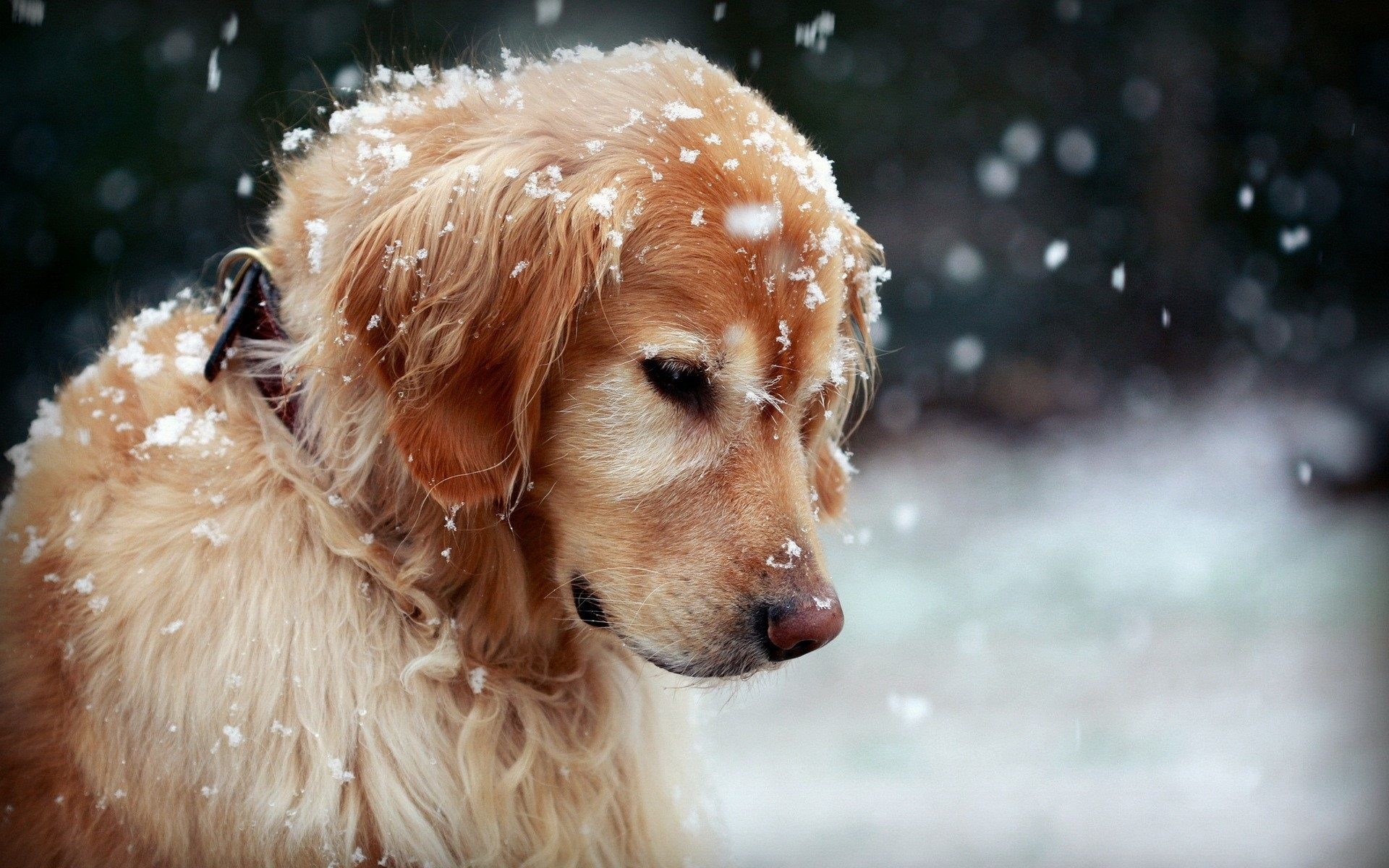 Snow dog wallpapers, Snowy backgrounds, Winter wonderland, Frozen beauty, 1920x1200 HD Desktop