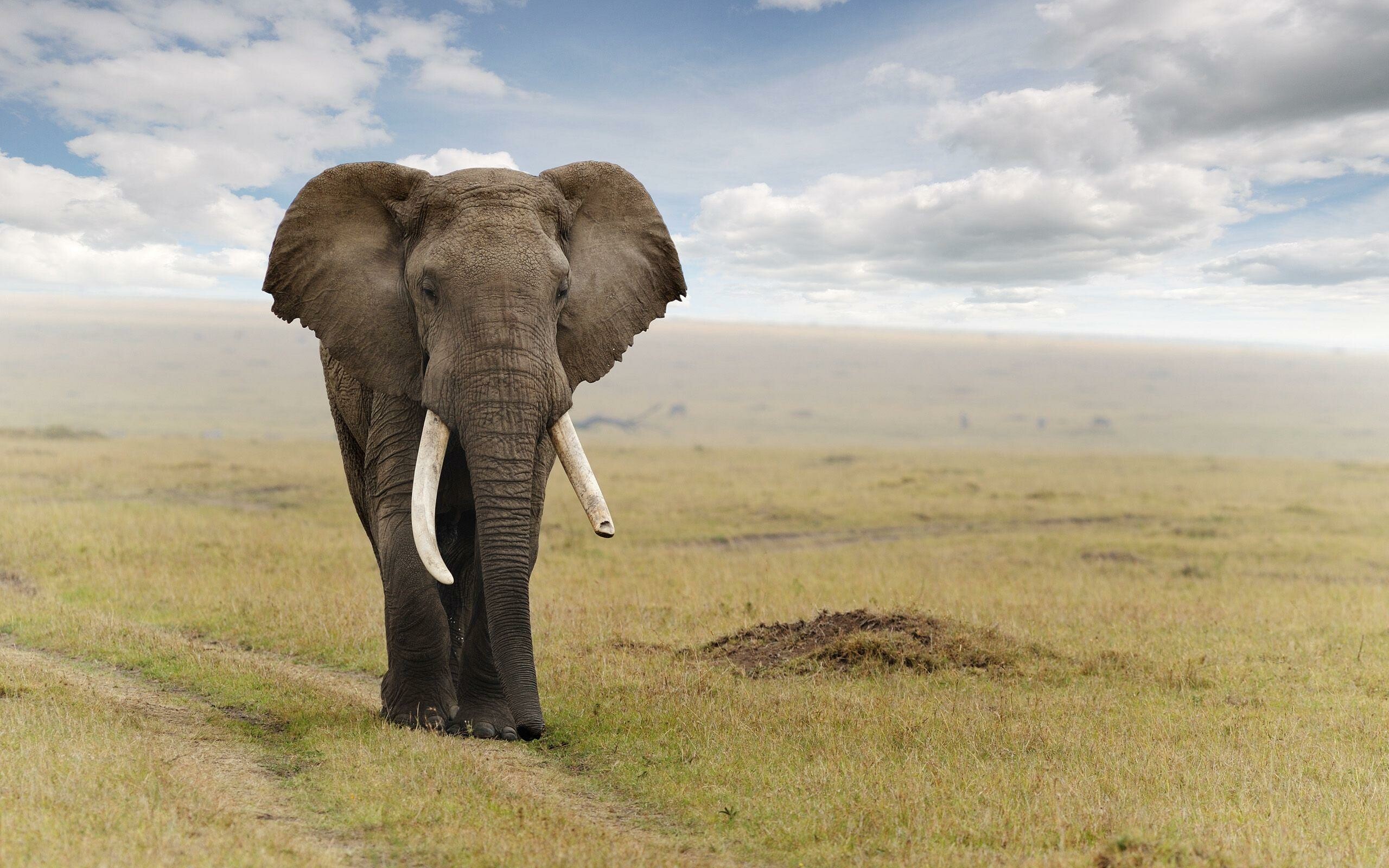 Elephant: Elephants can live up to 70 years in the wild. 2560x1600 HD Wallpaper.