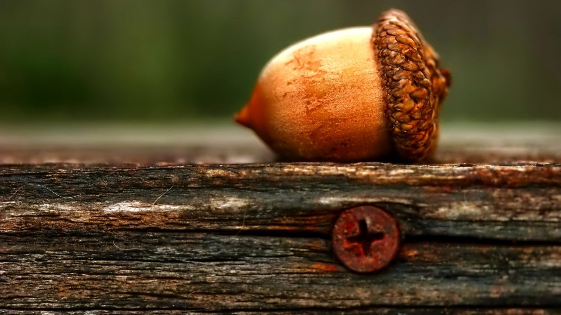Shared acorn wallpapers, Samantha Johnson's collection, Impressive imagery, Diverse selection, 1920x1080 Full HD Desktop