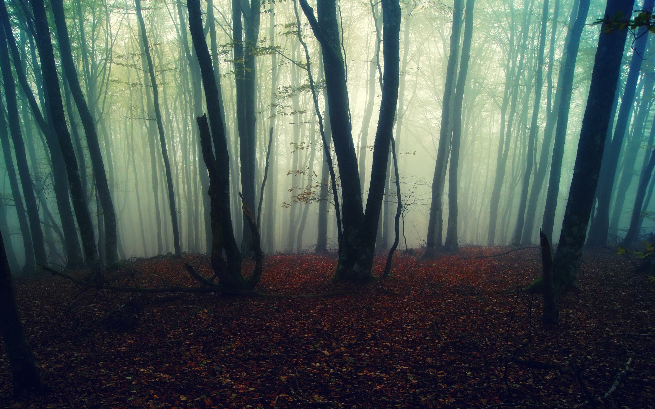 Foggy forest mystique, Dreamlike ambiance, Nature's ethereal beauty, Enigmatic tranquility, 2560x1600 HD Desktop