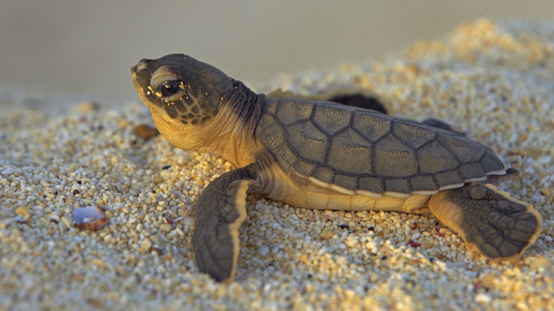 Turtle: Female species lay their eggs on land, usually in a hole dug in the sand or soil. 1920x1080 Full HD Background.