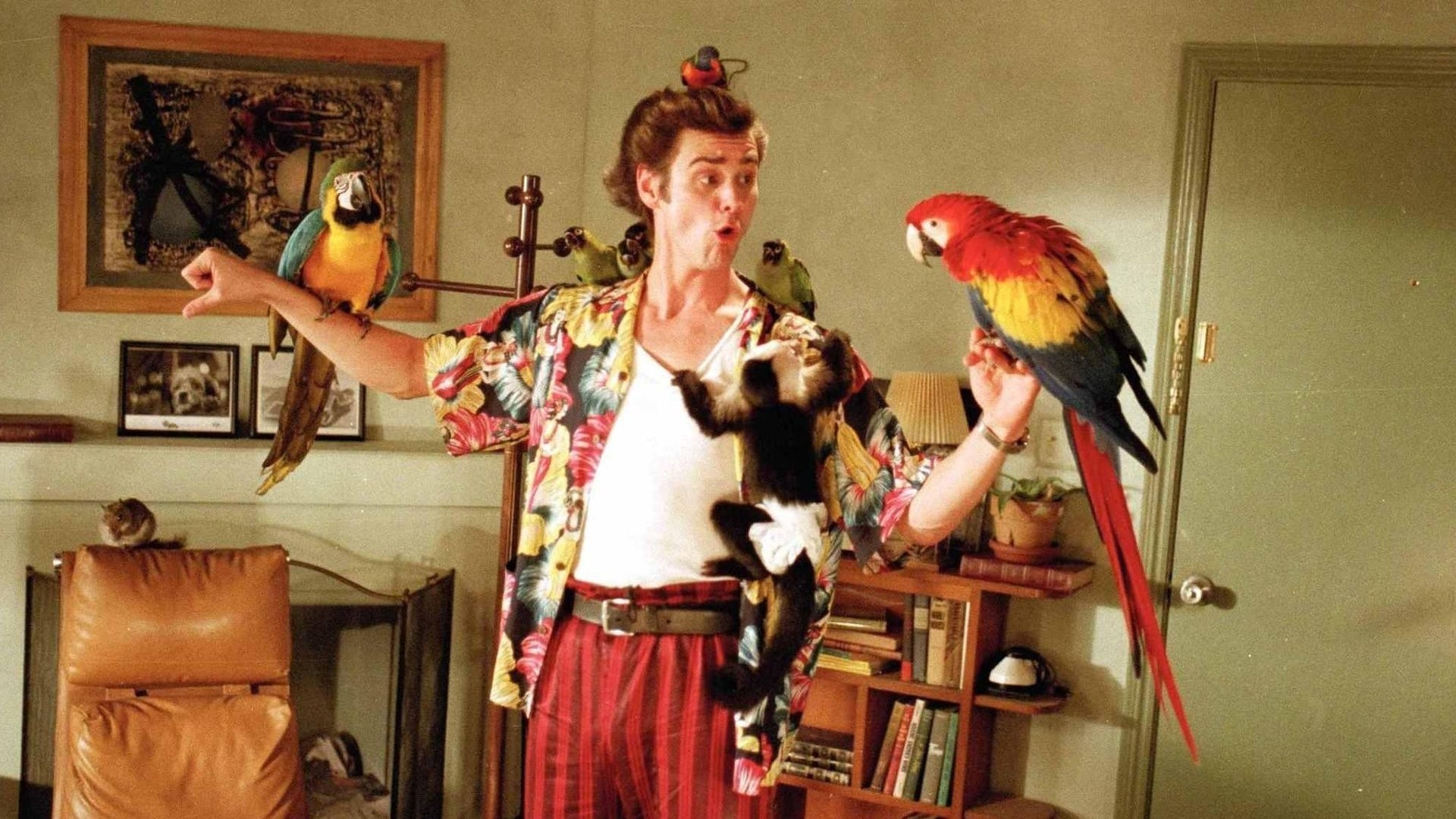 Ace Ventura: Ace lives in an apartment alongside many animals. 1920x1080 Full HD Background.