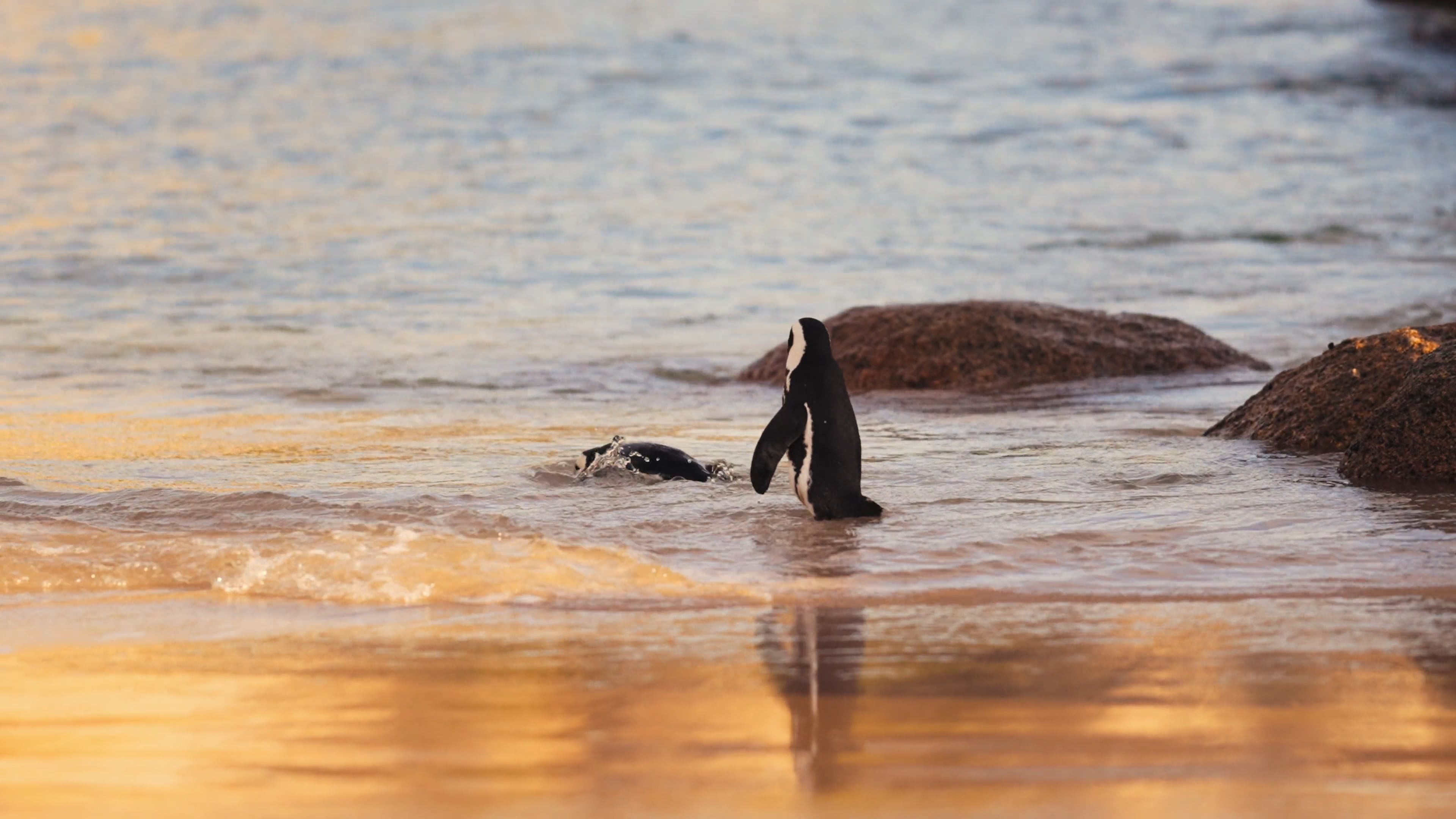 Beachside penguins, Seaside frolics, Sunny days, Enjoying the coast, 3840x2160 4K Desktop