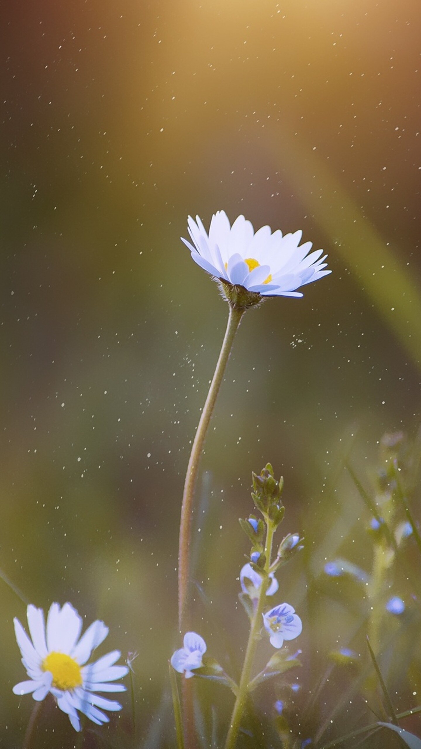 Daisy: Stunning, reliable bloomers, both in the garden and as cut flowers. 1440x2560 HD Background.