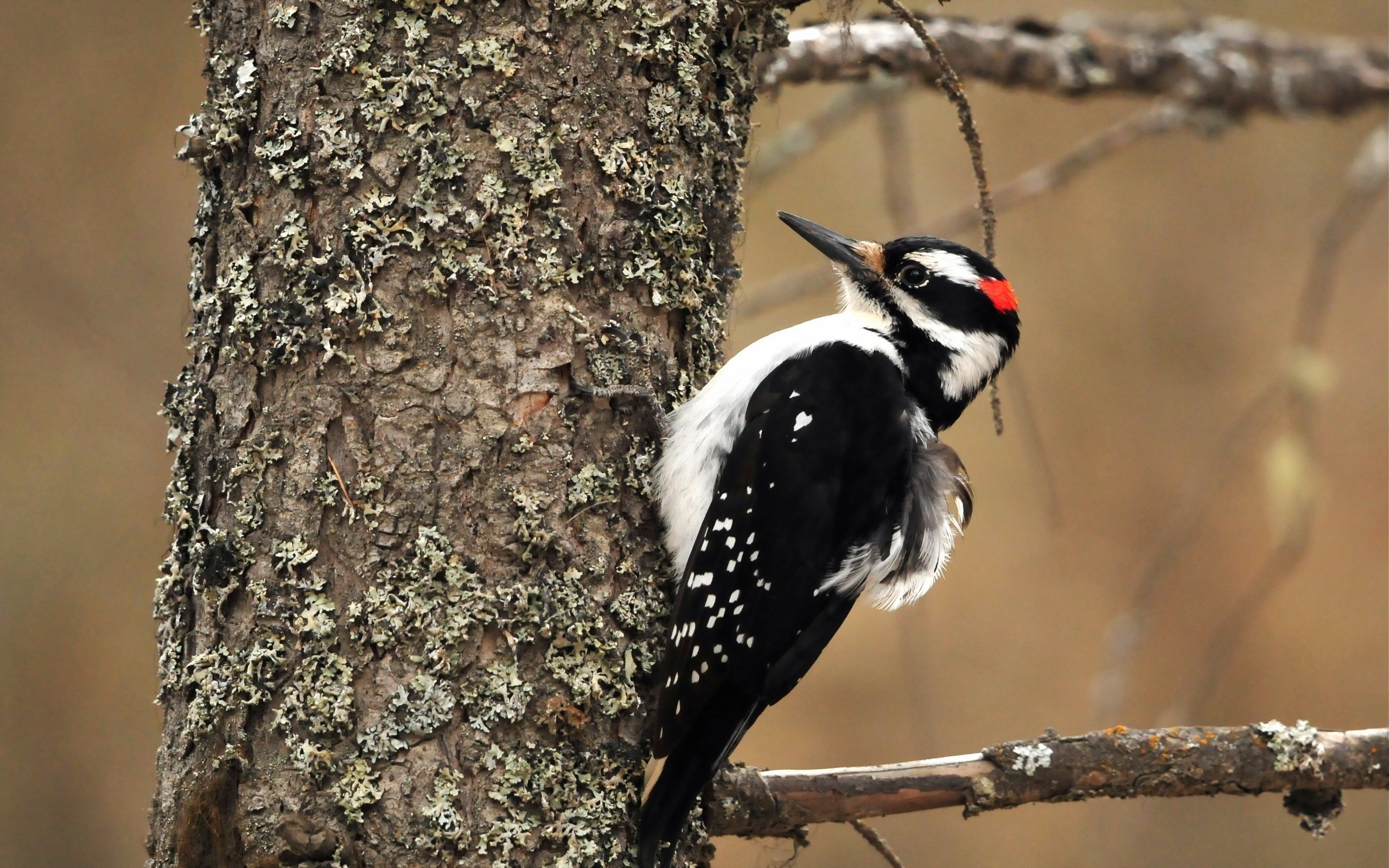 Woodpecker background, Nature's canvas, Serene beauty, Eye-catching view, 2560x1600 HD Desktop