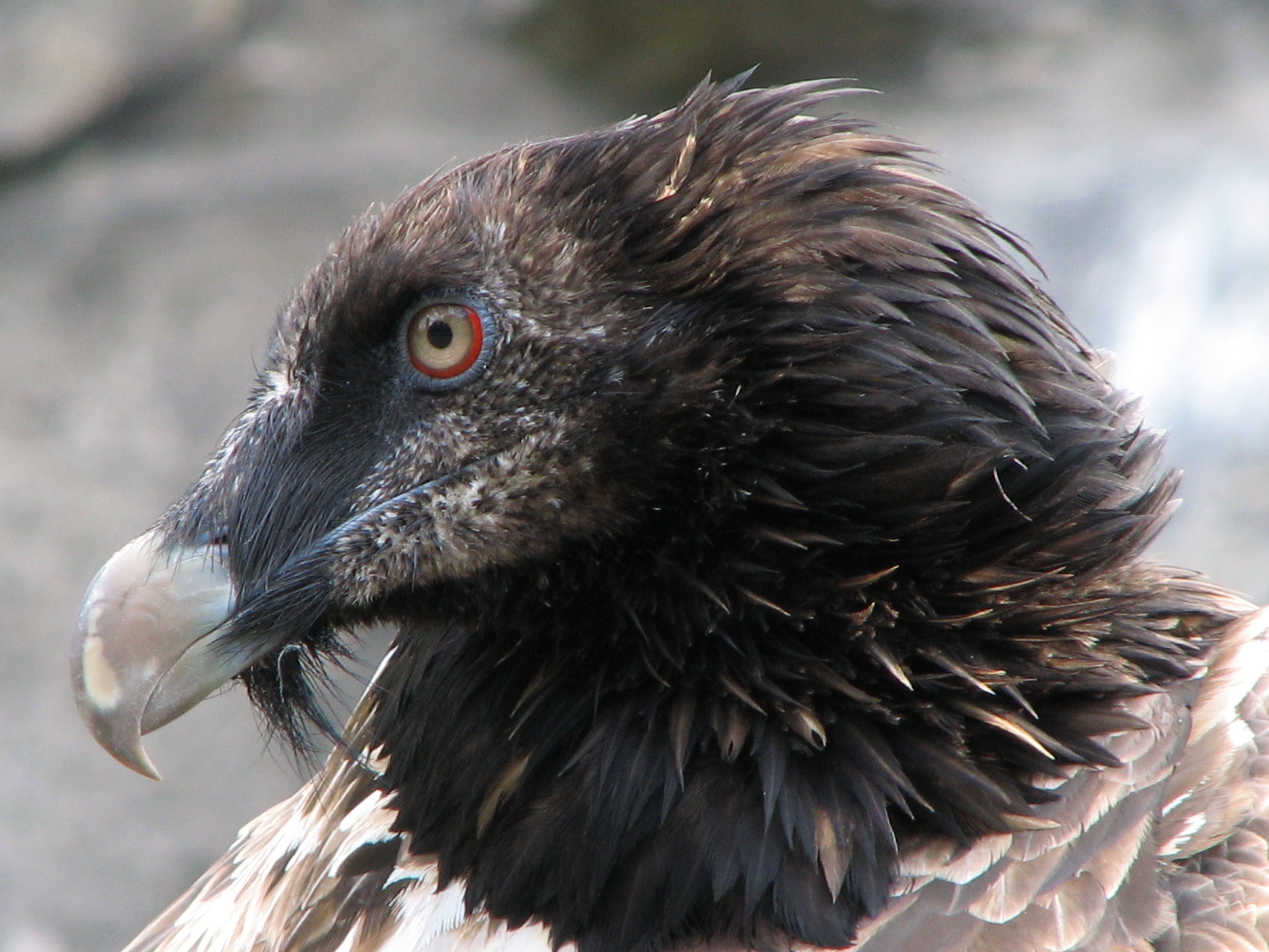 Bearded Vulture, Wikimedia commons, Vulture, Bearded Vulture, 2820x2120 HD Desktop