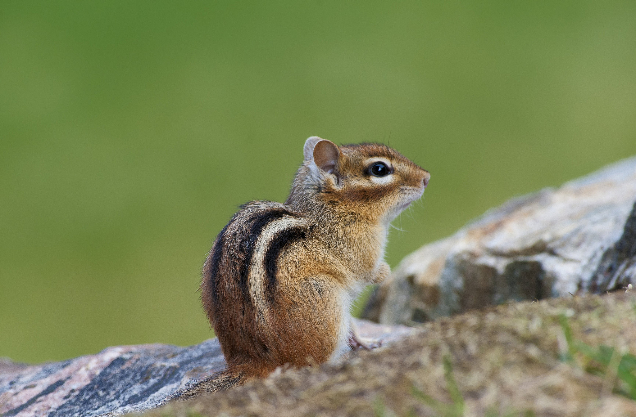 Chipmunk: Any of 25 species of small, striped, terrestrial squirrels. 2050x1350 HD Background.
