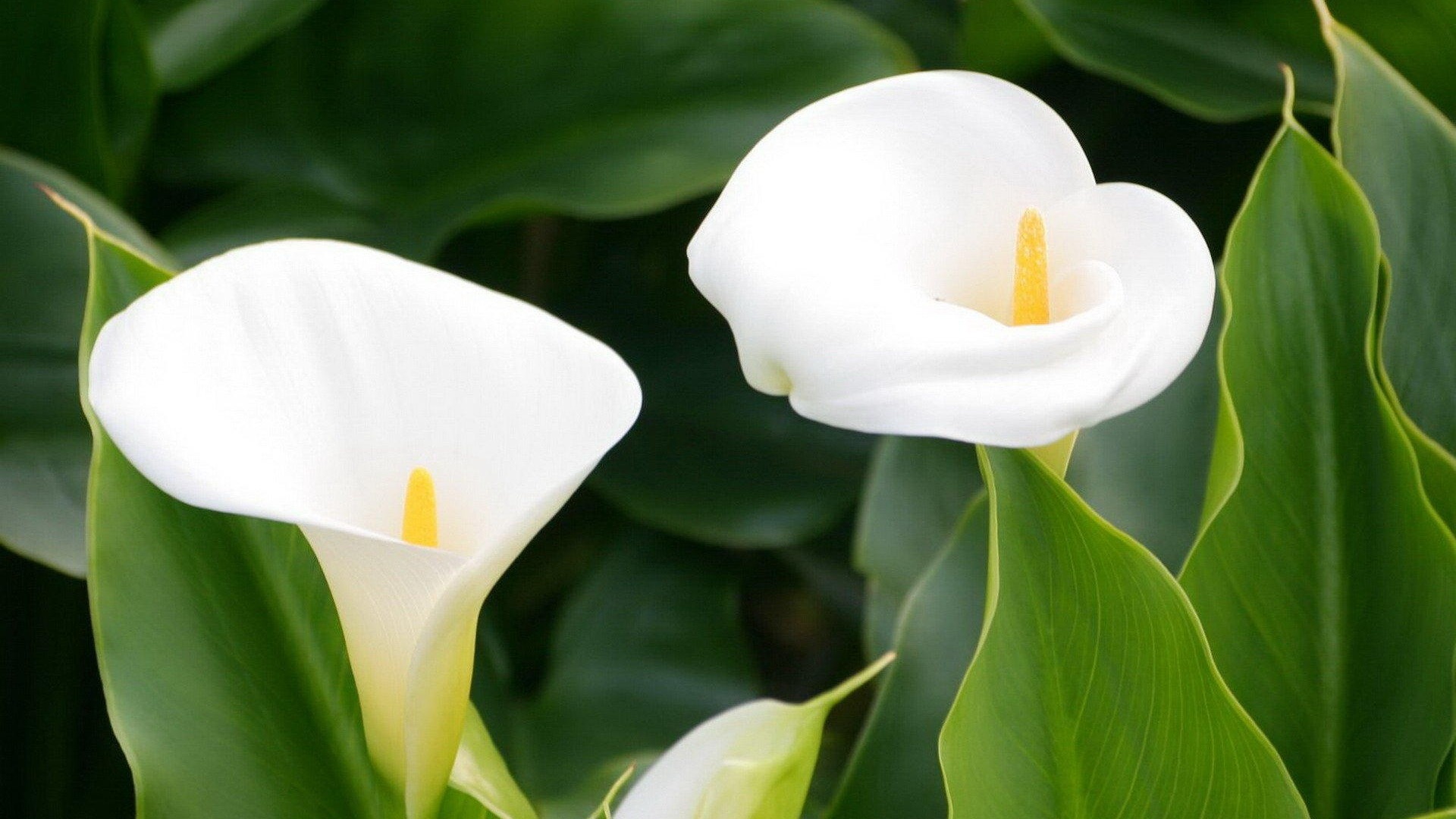 Calla Lily: The spathe surrounds a yellow spadix, Terrestrial plant. 1920x1080 Full HD Background.