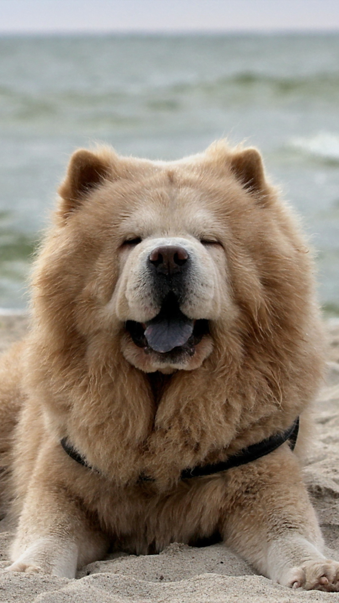 Chow Chow on beach, Wallpaper for screen, Relaxing scenery, 1080x1920 Full HD Phone