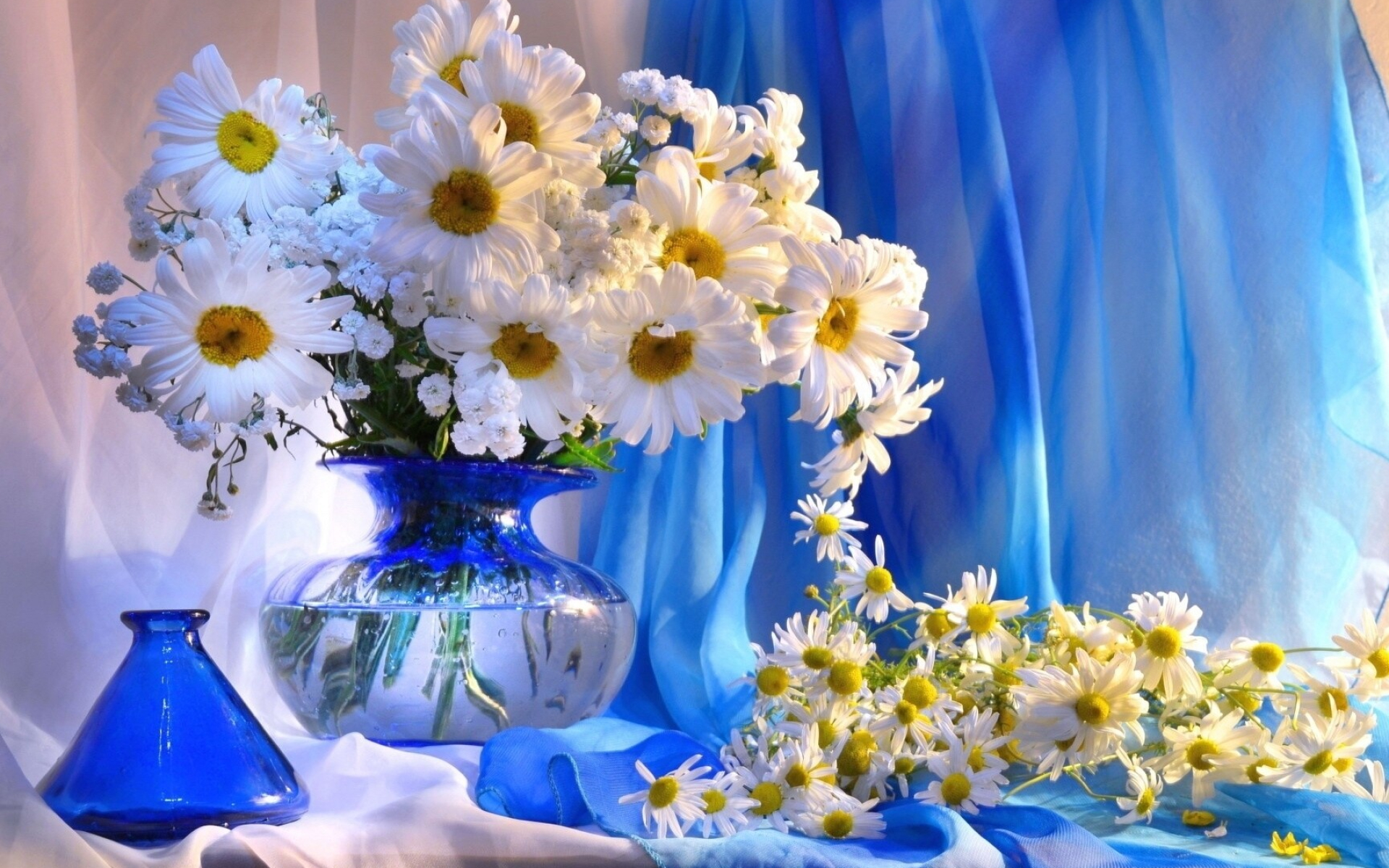 Flower Bouquet: Shasta daisies, Fresh flowers, Flowering plant. 1920x1200 HD Background.