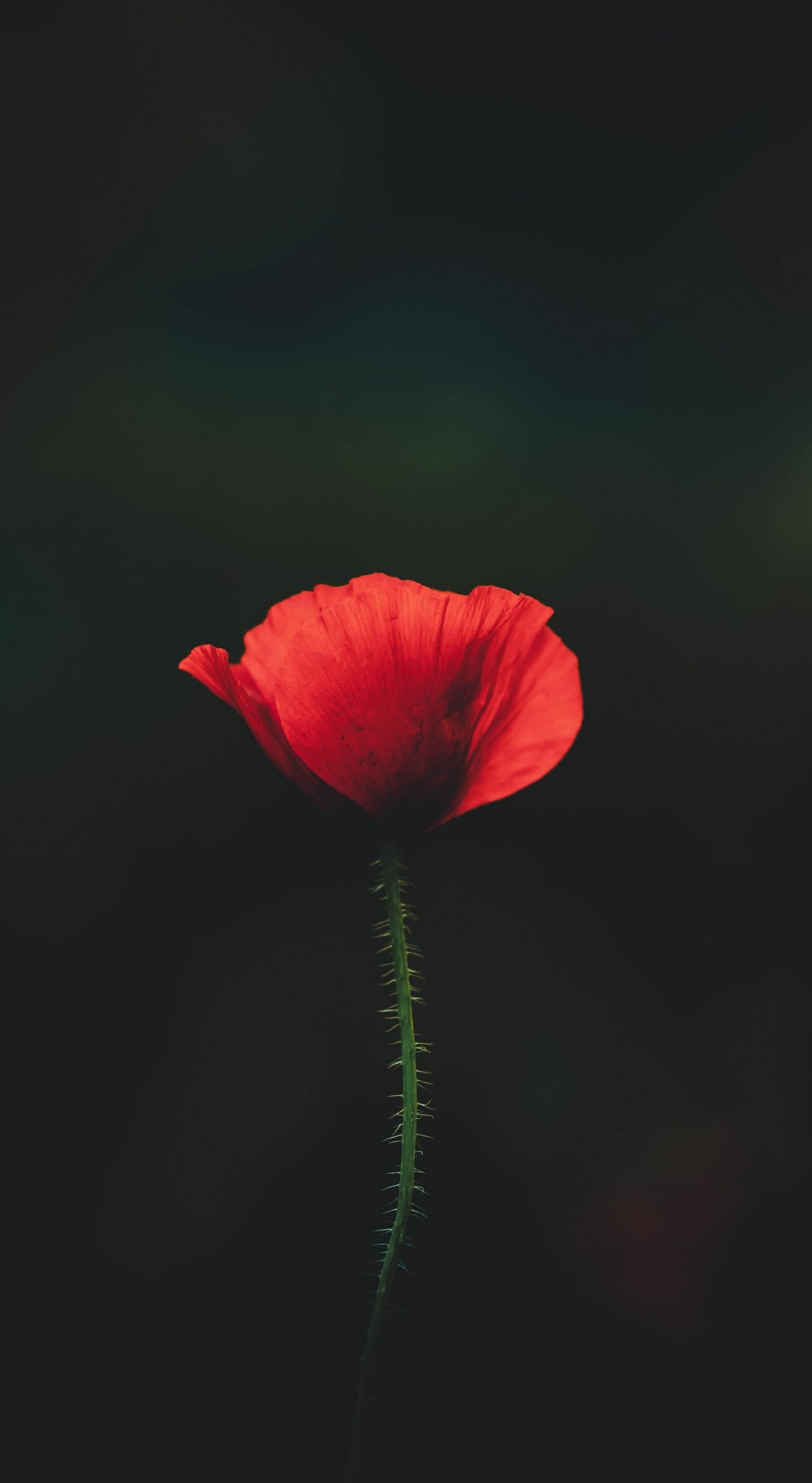 Poppy Flower: Most poppies also produce ornamental ‘pepper pot’ seed heads, which can be cut and used for indoor decorations. 1440x2630 HD Background.