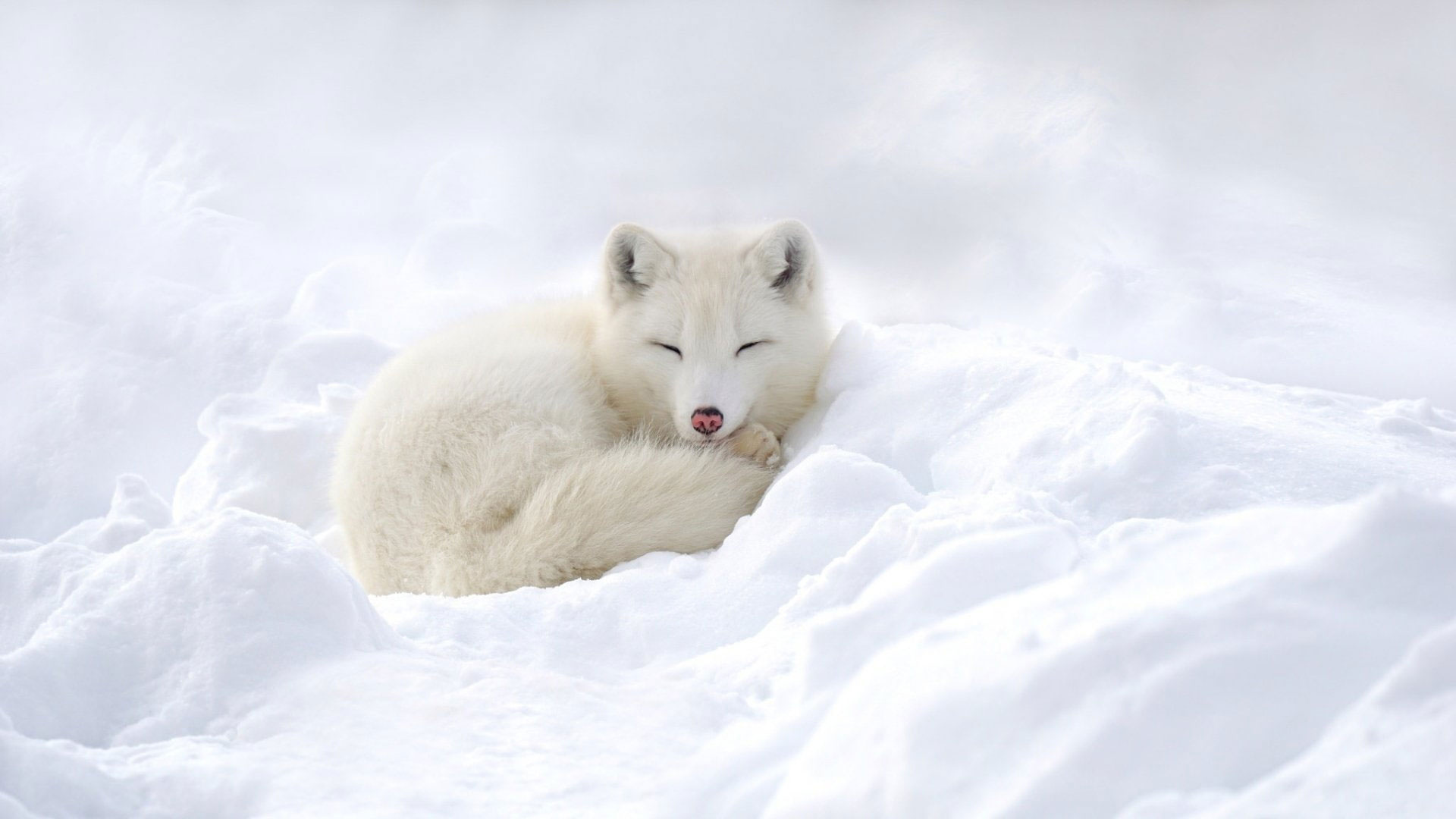 Sleeping Snow, Wildlife Wallpaper, 1920x1080 Full HD Desktop