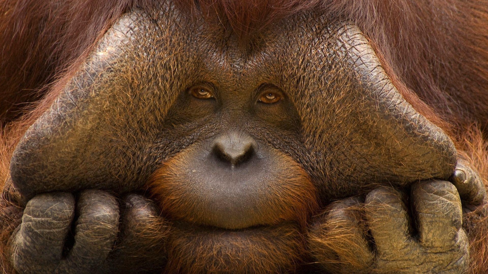 74 orangutan wallpapers, Stunning images, Captivating grace, Green landscape, 1920x1080 Full HD Desktop