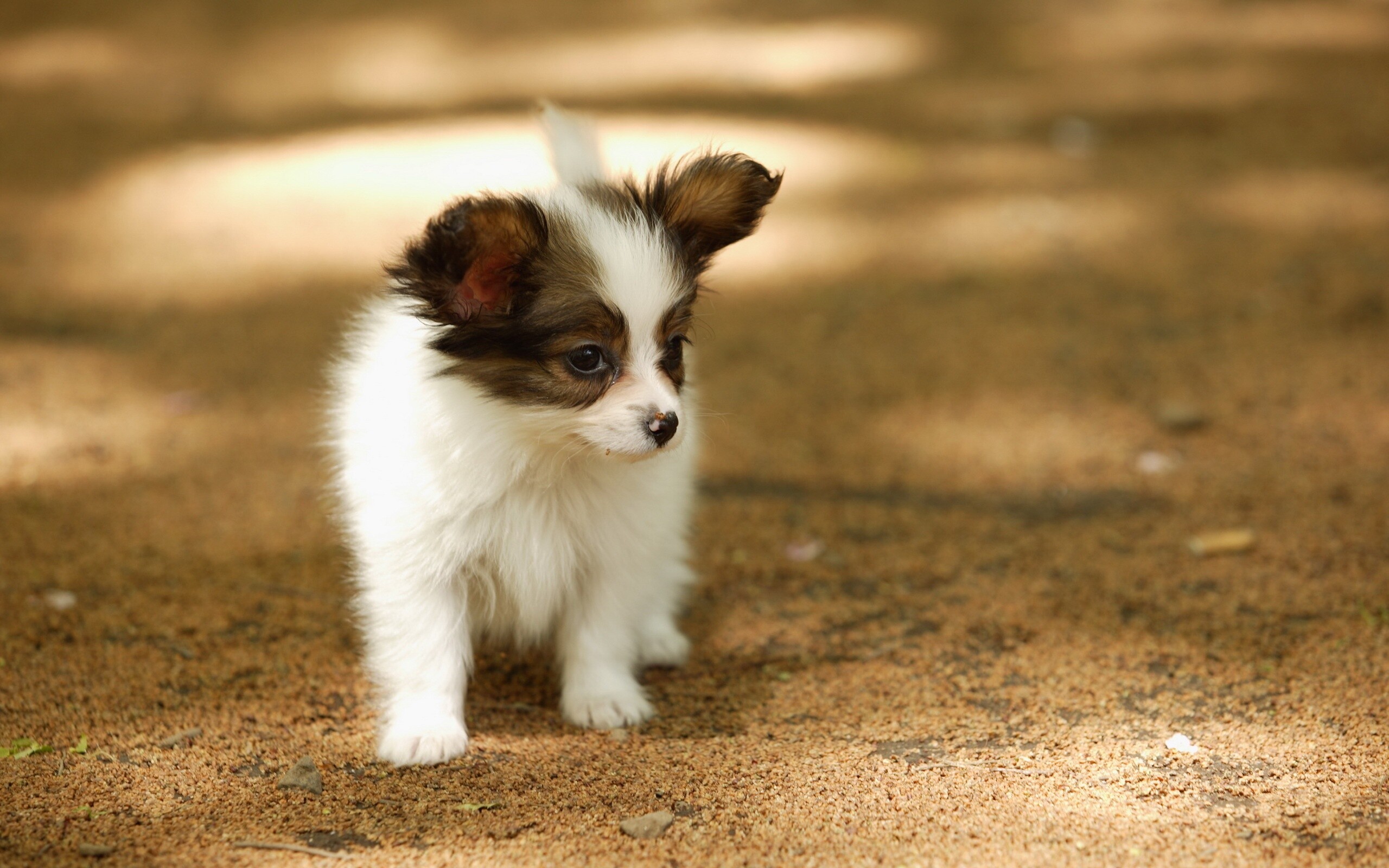 Papillon Dog: Puppy, Continental Toy Spaniel, Phalene, Pets, Cute animals. 2560x1600 HD Wallpaper.