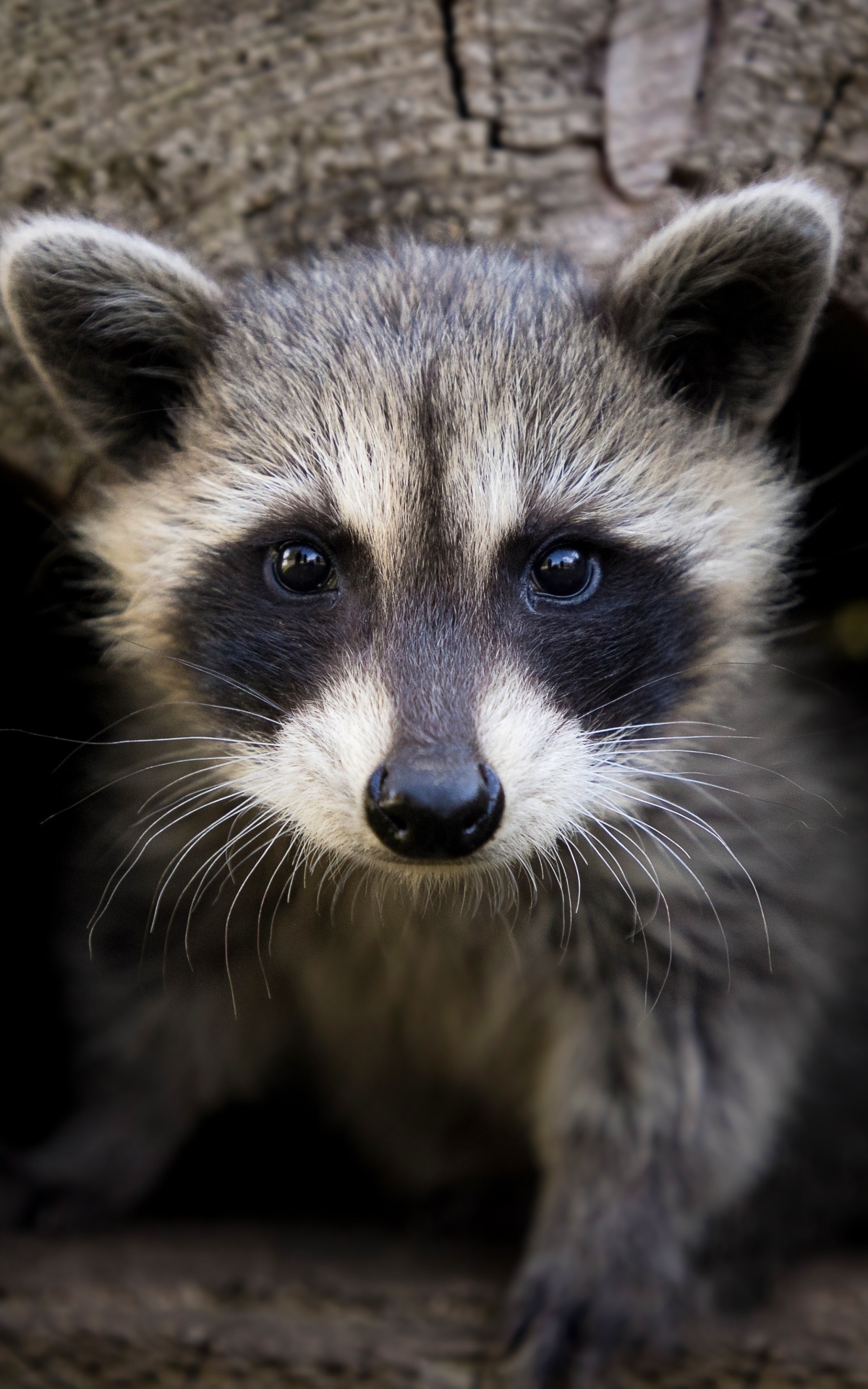 Majestic raccoon, Beautiful creature, Nature's gift, Wildlife fascination, 1200x1920 HD Phone
