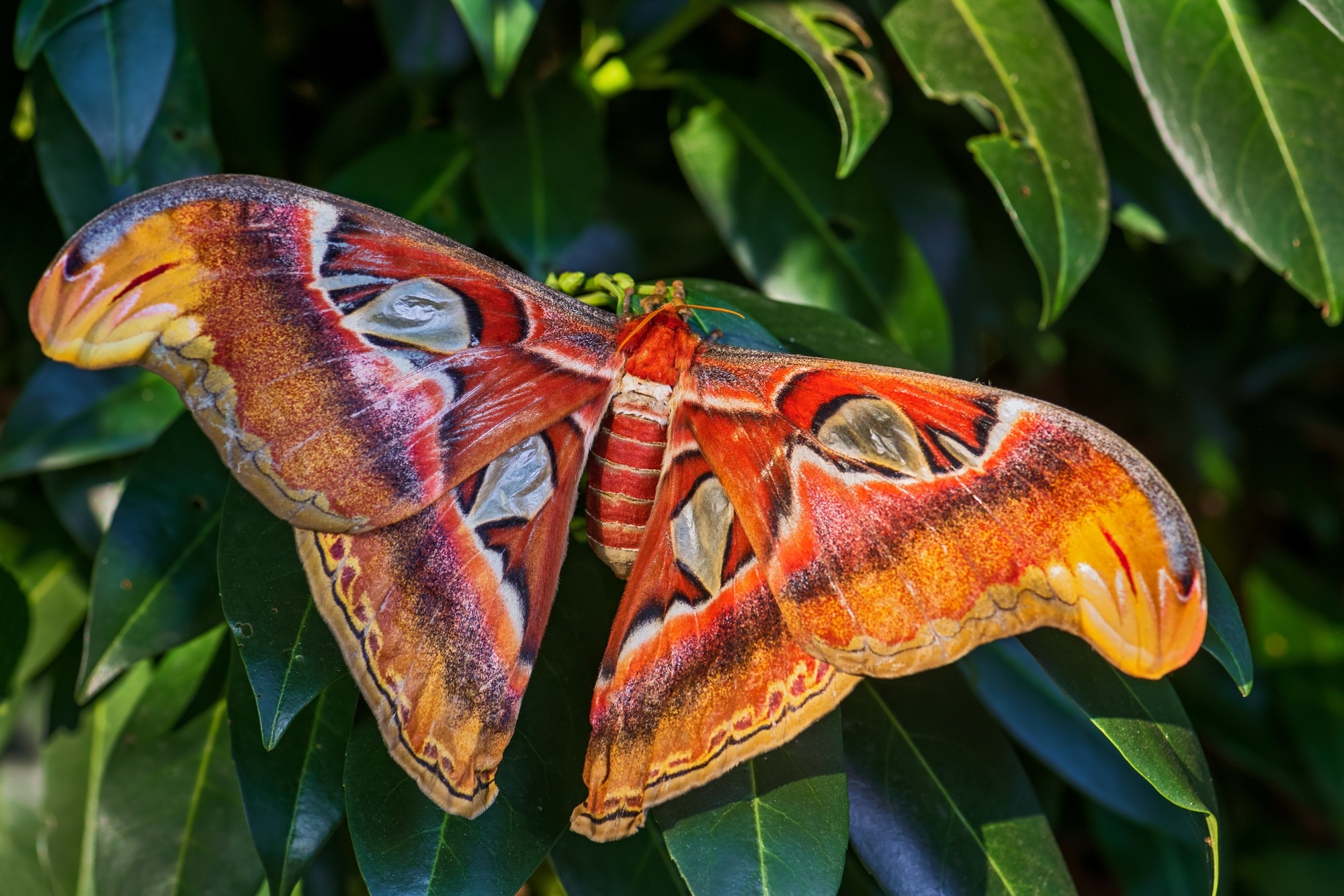 Atlas moth, Attacus atlas, Caterpillar, 2000x1340 HD Desktop