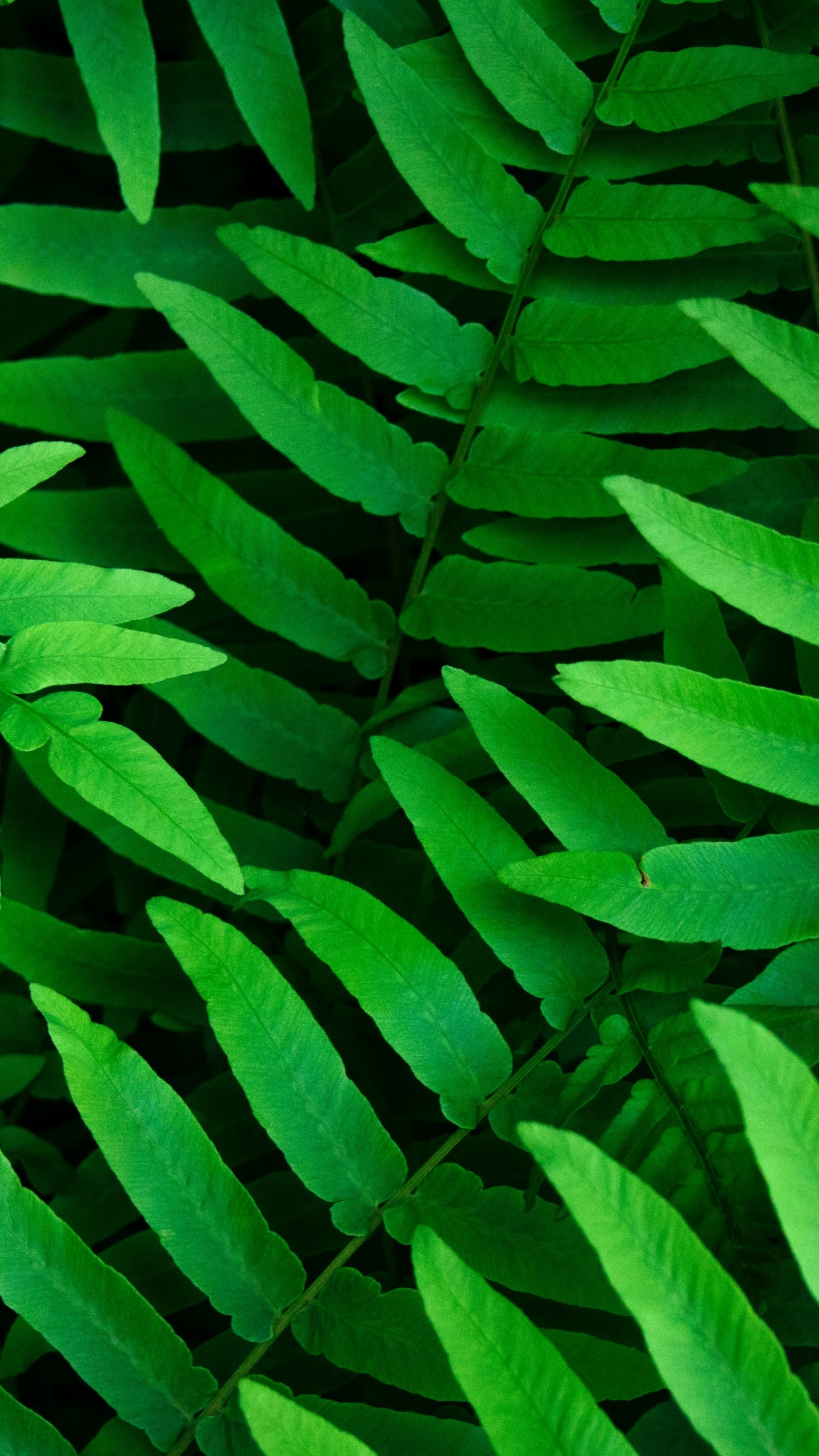 Green Leaf: Fern, A member of a group of vascular plants that reproduce via spores. 1440x2560 HD Background.
