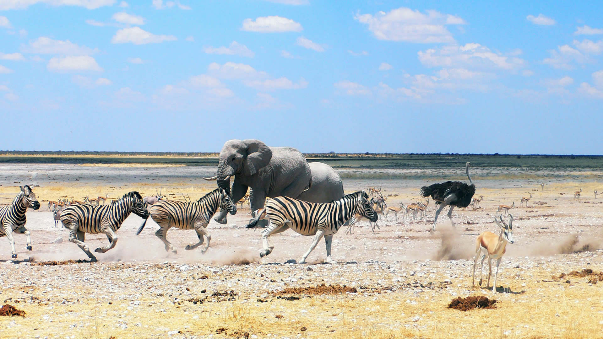 Etosha National Park, Asai Africa safaris, Travels, 1920x1080 Full HD Desktop