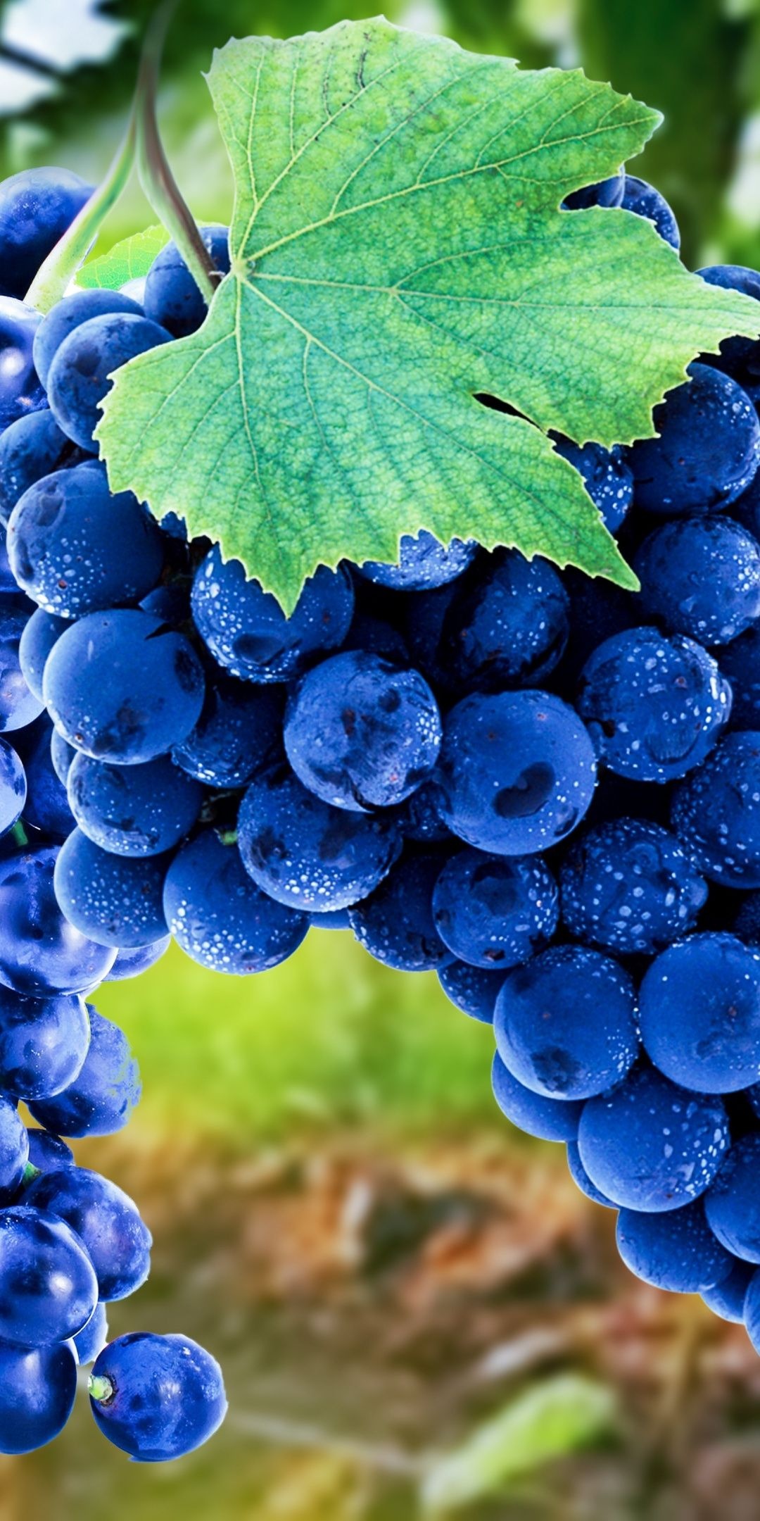 Grapes: Contains a variety of micronutrients such as calcium, iron, magnesium, manganese, phosphorus, potassium, and zinc. 1080x2160 HD Wallpaper.