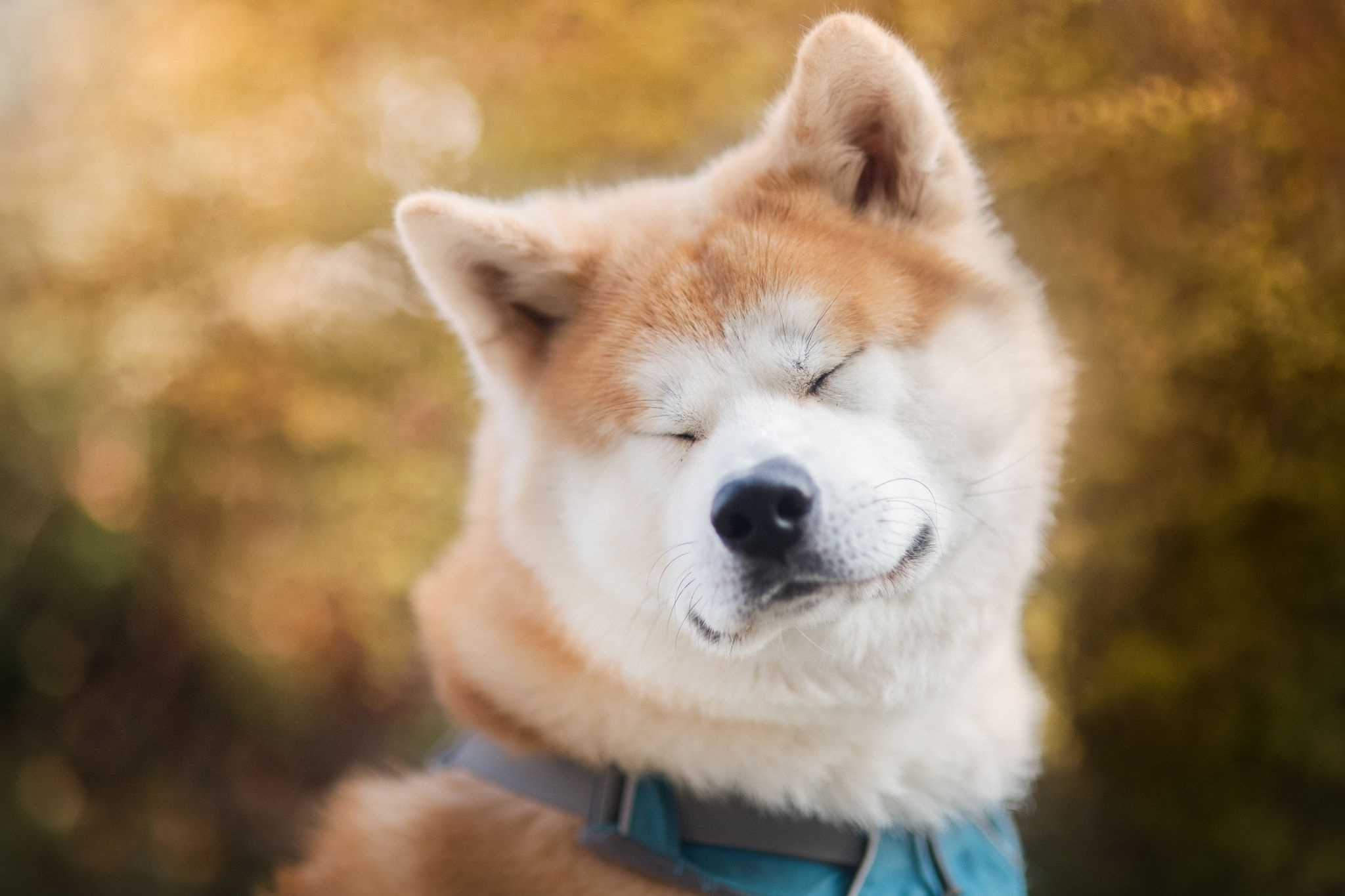 Hokkaido Dog, Animal lovers, Adorable companions, Captivating photography, 2050x1370 HD Desktop