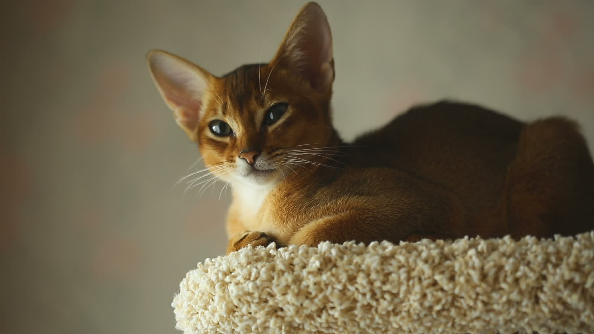 Abyssinian: Abyssinians are a popular breed thanks in large part to their unusual intelligence and generally extroverted, playful, willful personalities. 1920x1080 Full HD Wallpaper.