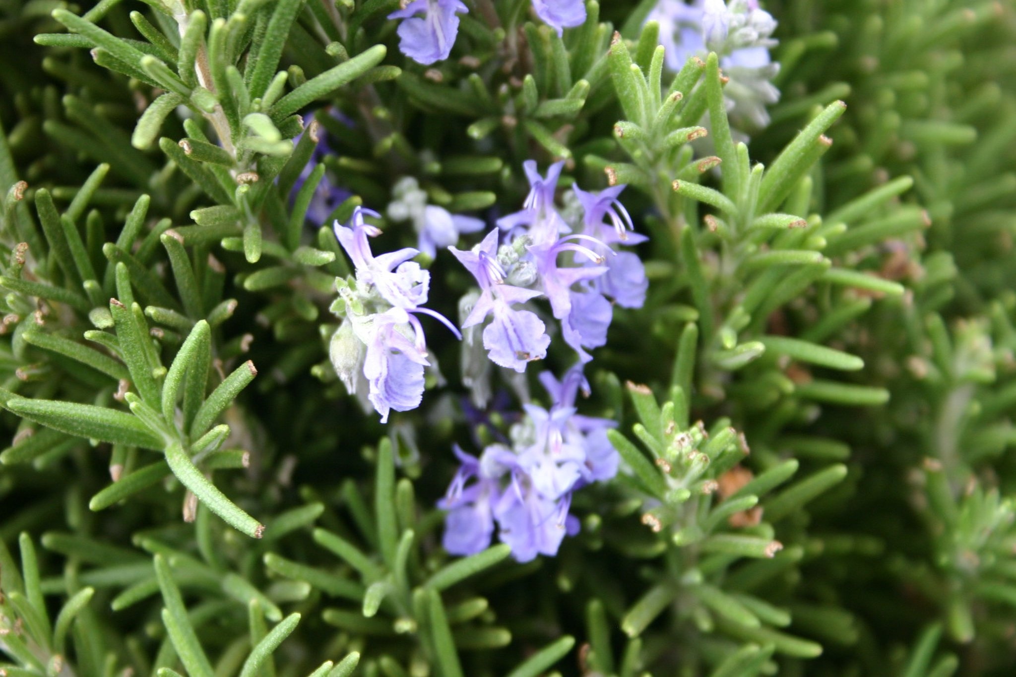 Yellowing leaves, Troublesome spider mites, Rosemary's woes, Gardening issues, 2050x1370 HD Desktop