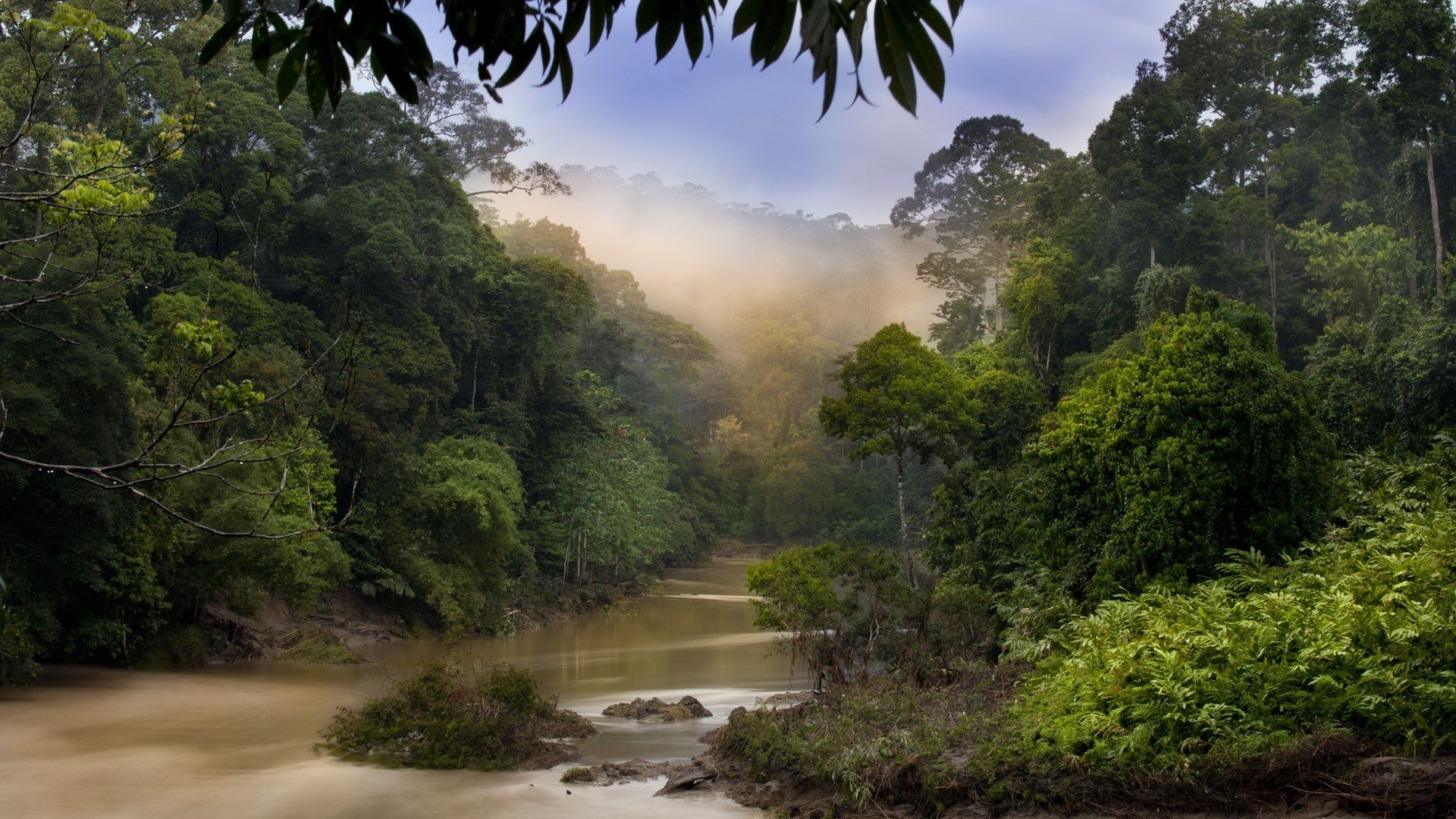 Malaysia, Dawn, Jungle forests, HD wallpapers, 1920x1080 Full HD Desktop