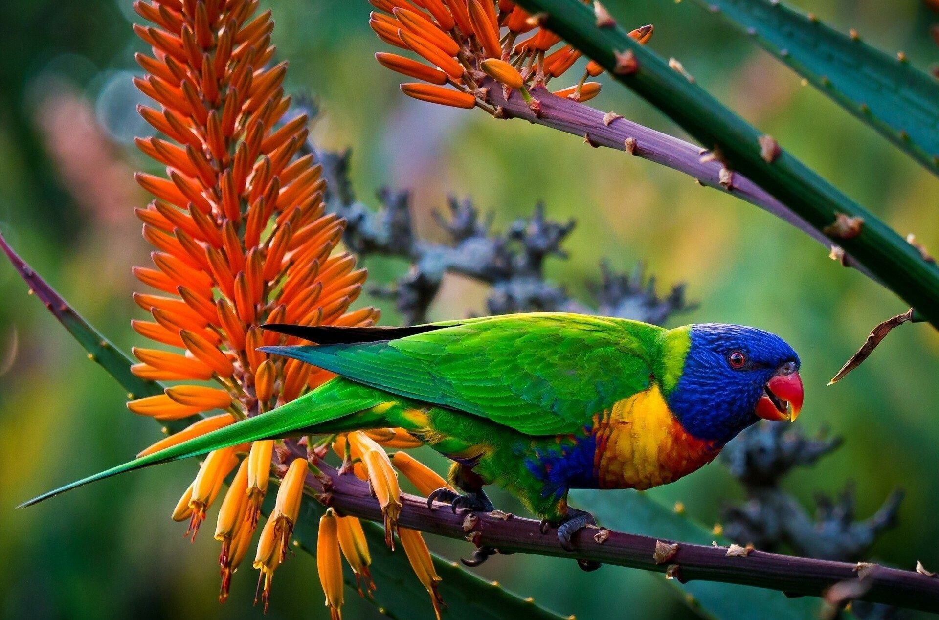 Parrot: Rainbow Lorikeet, Trichoglossus moluccanus, Bird, Nature. 1920x1270 HD Wallpaper.