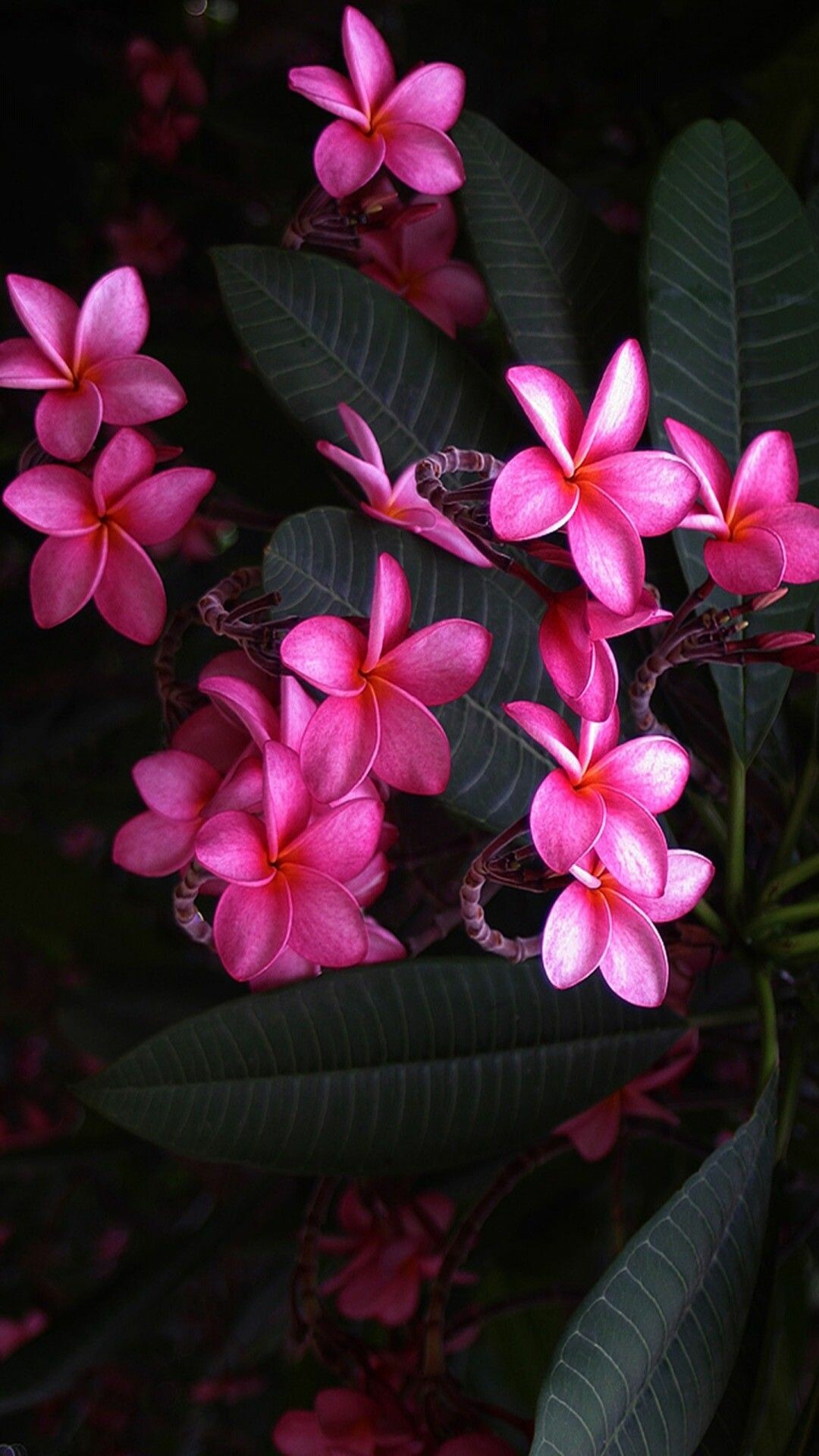Frangipani Flower: A genus of flowering plants that are a proud member of the apocynaceae botanical family, which is more commonly known as the dogbane family. 1080x1920 Full HD Wallpaper.