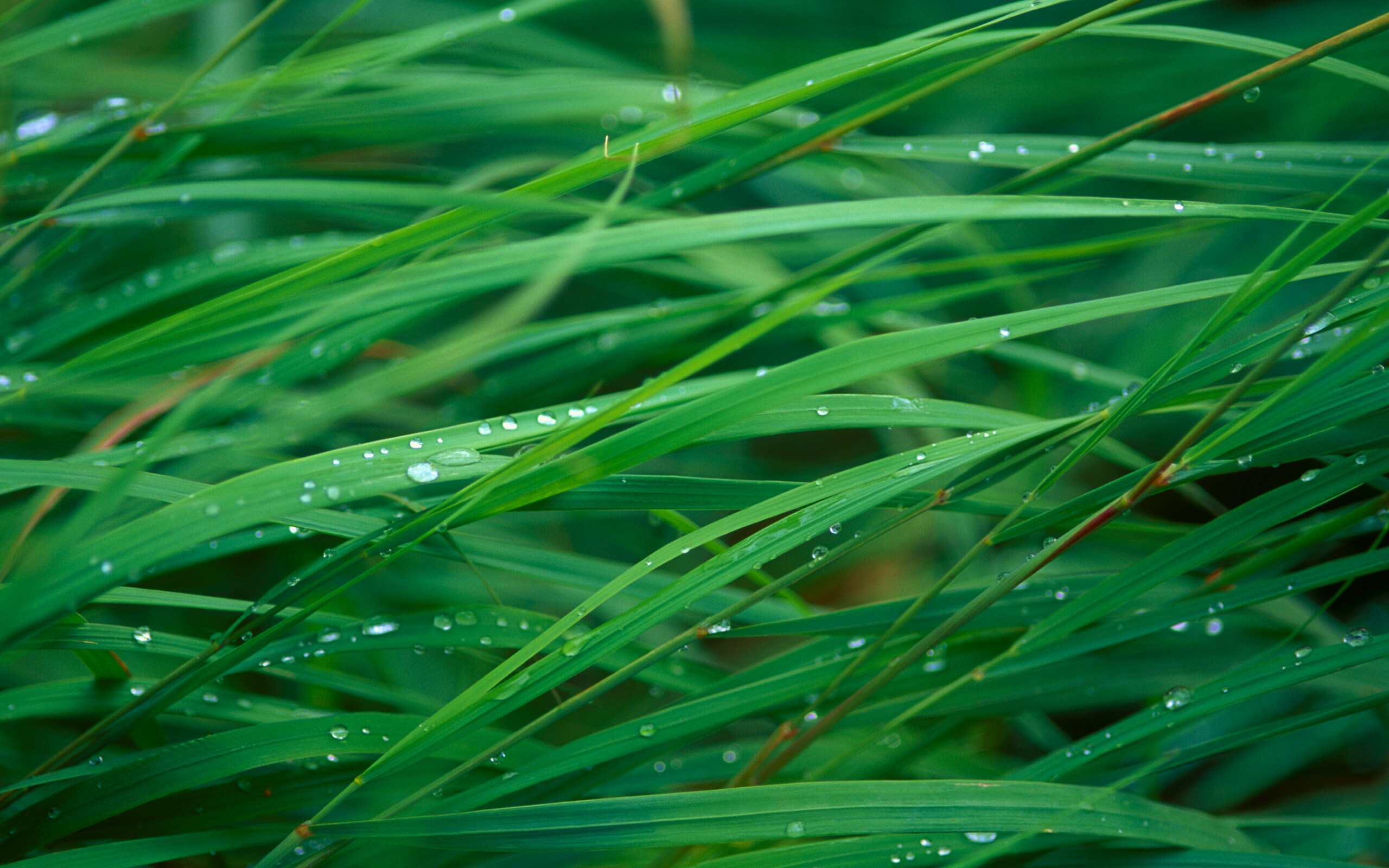 Go Green: Green grass blades, Moisture evaporating from plants, Dew. 2560x1600 HD Wallpaper.