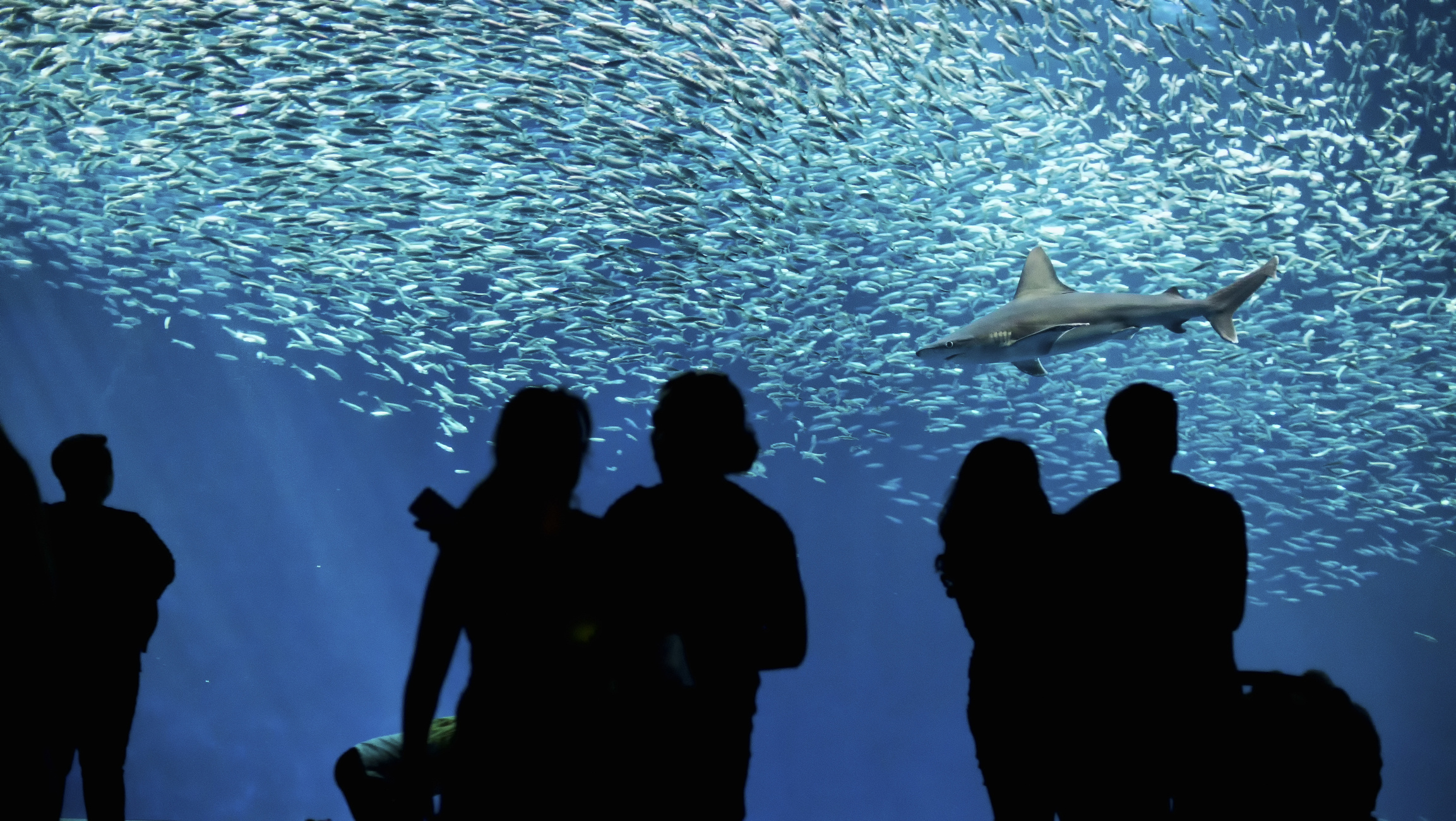Aquarium, Budget travel, World's best aquariums, Affordable attractions, Captivating aquatic experience, 2310x1300 HD Desktop