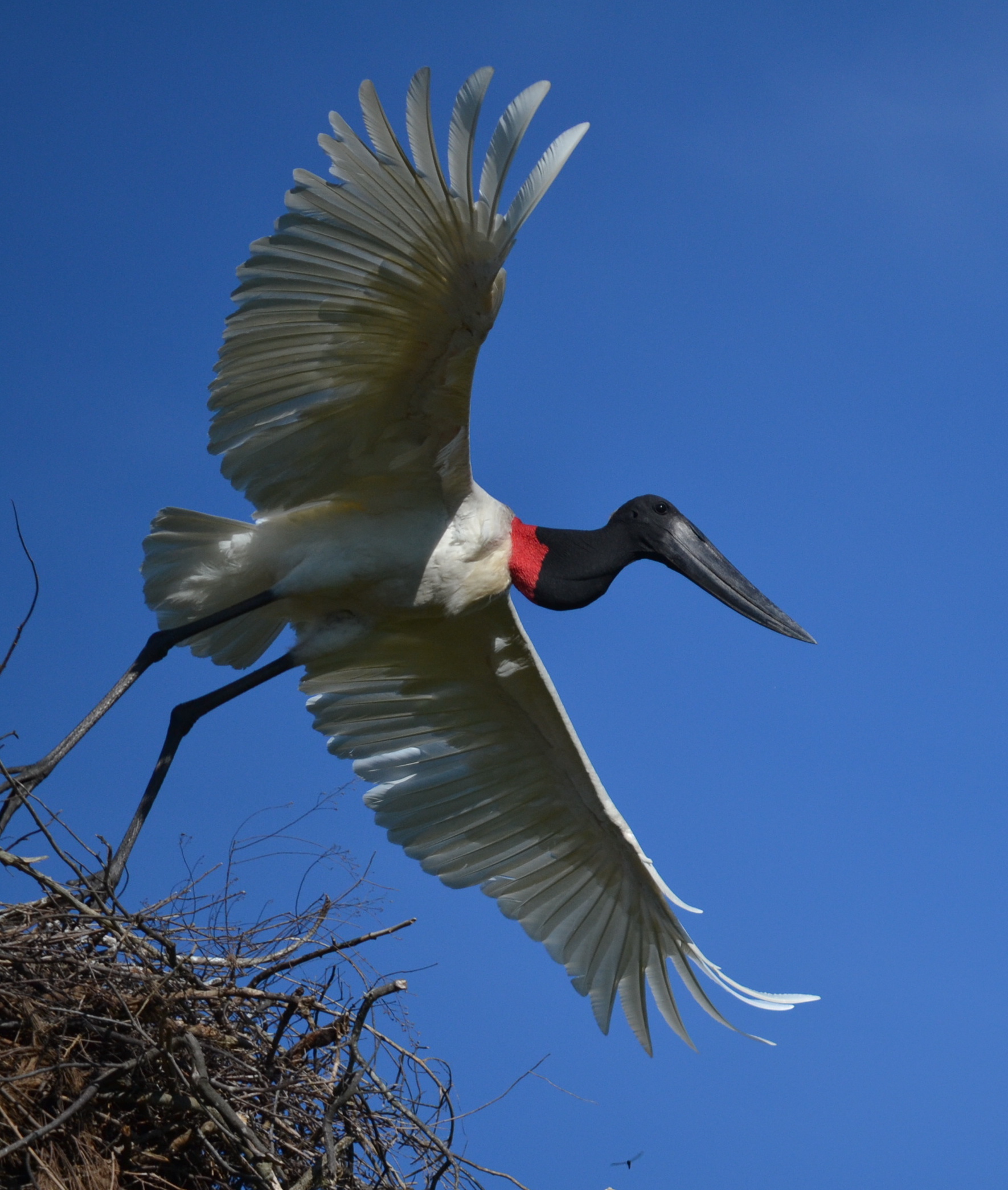 Jabiru, African bushsnob, Surprising Africa, Stork species, 1770x2090 HD Phone