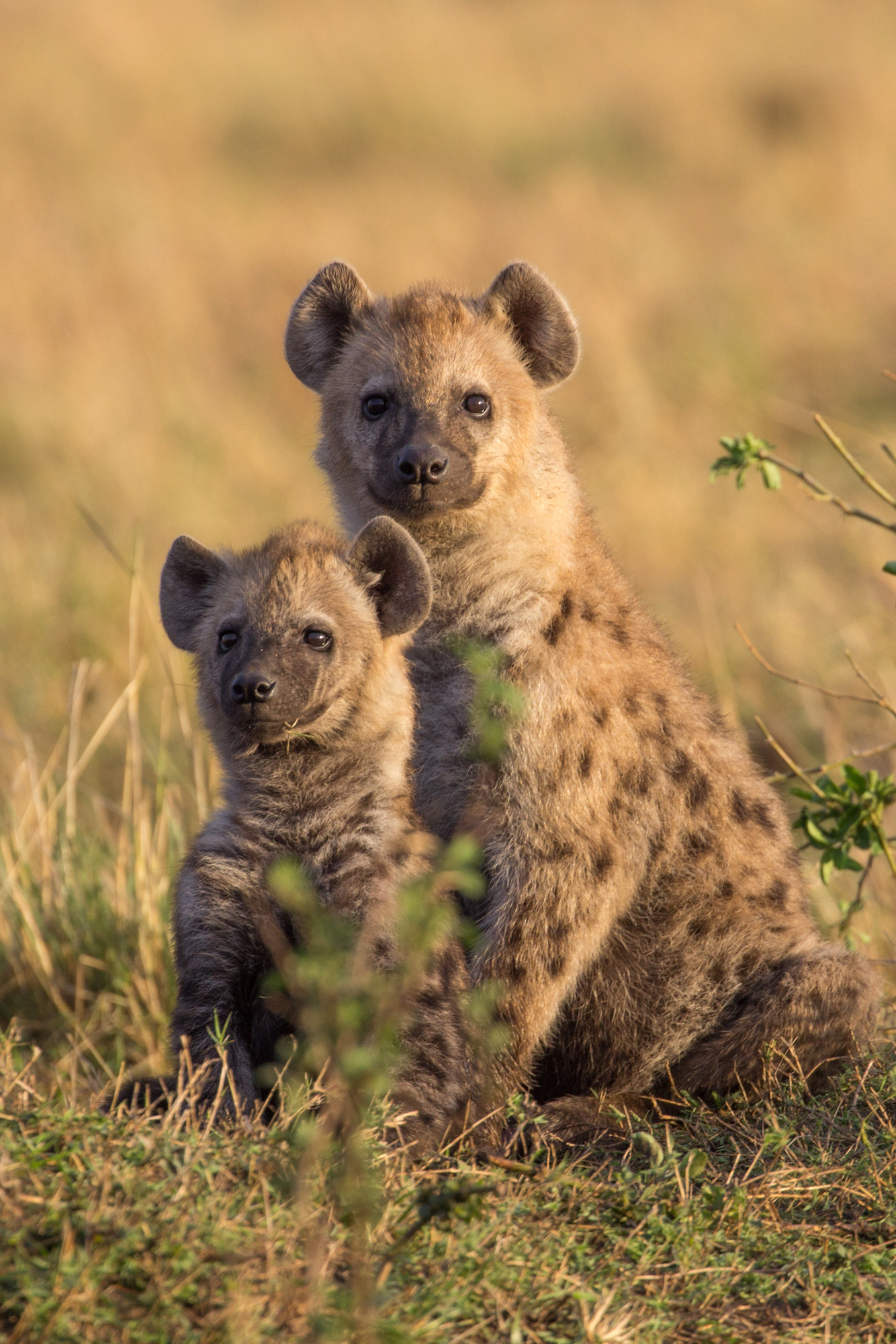 Hyena Mothers, Social Networks, Cubs, 1340x2000 HD Phone