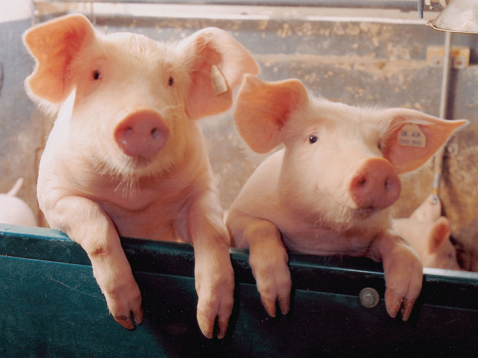 Pigs at play, Friendly farm animals, Oink and snort, Captivating cuties, 1920x1440 HD Desktop
